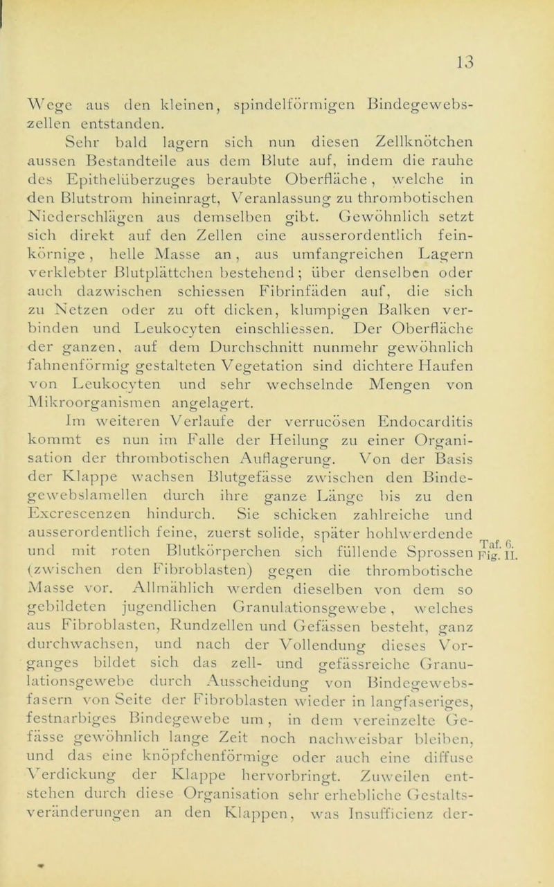 \\’ege aus den kleinen, spindelförmigen Bindegewebs- zellen entstanden. Sehr bald latrern sich nun diesen Zellknötchen aussen Bestandteile aus dem Blute auf, indem die rauhe des E|ilthelüberzuges beraubte Oberfläche, welche in den Blutstrom hineinragt, Veranlassung zu thrombotischen Niederschlätren aus demselben cribt. Gewöhnlich setzt sich direkt auf den Zellen eine ausserordentlich fein- körnige , helle Masse an, aus umfangreichen Lagern verklebter Blutplättchen bestehend; über denselben oder auch dazwischen schiessen Fibrinfäden auf, die sich zu Netzen oder zu oft dicken, klumpigen Balken ver- binden und Leukocyten einschliessen. Der Oberfläche der ganzen, auf dem Durchschnitt nunmehr gewöhnlich fahnenförmig gestalteten Vegetation sind dichtere Haufen von Leukoevten und sehr wechselnde Alenoren von AlikroorCTanlsmen ancrela^'ert. O 0^*1 Im weiteren Verlaufe der verrucösen Endocarditis kommt es nun inr Falle der Heilunof zu einer Or^ani- sation der thrombotischen AuHacferuncr. Von der Basis der Klappe wachsen Blutgefässe zwischen den Binde- gcwebslamcllen durch ihre ganze Länge bis zu den Excrescenzen hindurch. Sie schicken zahlreiche und ausserordentlich feine, zuerst solide, später hohlwerdcnde und mit roten Blutkörperchen sich füllende Sprossen pjg.'li. (zwischen den Fibroblasten) gegen die thrombotische Masse vor. Allmählich werden dieselben von dem so gebildeten jugendlichen Granulationsgewebe, welches aus Fibroblasten, Rundzellen und Gefässen besteht, ganz durchwachsen, und nach der Vollendung dieses Vor- ganges bildet sich das zell- und gefässreichc Granu- lationsgewebe durch Ausscheiduner von Bindesfewebs- fasern von Seite der f ibroblasten wieder in langfaseriges, festnarbiges Bindegewebe um, in dem vereinzelte Gc- fässe gewöhnlich lange Zeit noch nachweisbar bleiben, und das eine knöpfchentörmige oder auch eine diffuse Verdickung der Klappe hervorbringt. Zuweilen ent- stehen durch diese Organisation sehr erhebliche Gestalts- veränderungen an den Klappen, was Insufficienz der-