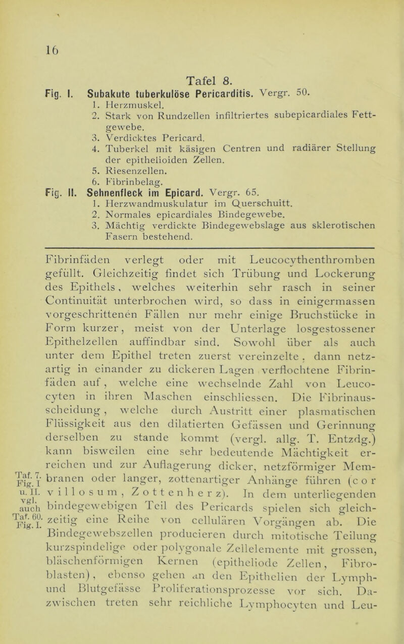 Taf. 7. Fipr. l u. II. vgl. auch Taf. 00. Fig. I. Tafel 8. Fig. I. Subakute tuberkulöse Pericarditis. Vergr. 50. 1. Herzmuskel. 2. Stark von Rundzellen infiltriertes subepicardiales Fett- gewebe. 3. Verdicktes Pericard. 4. Tuberkel mit käsigen Centren und radiärer Stellung der epitbelioiden Zellen. 5. Riesenzellen. 6. Fibrinbelag. Fig. II. Sehnenfleck im Epicard. Vergr. 65. 1. Plerzwandmuskulatur im Querschnitt. 2. Normales epicardiales Bindegewebe. 3. Mächtig verdickte Bindegewebslage aus sklerotischen Fasern bestehend. Flbrinfäden verlegt oder mit Leucocythenthromben gefüllt. Gleichzeitig findet sich Trübung und Lockerung des Epithels, welches weiterhin sehr rasch in seiner Continuität unterbrochen wird, so dass in einigermassen vorgeschrittenen Fällen nur mehr einige Bruchstücke in Form kurzer, meist von der Unterlage losgestossener Epithelzellen auffindbar sind. Sowohl über als auch unter dem Epithel treten zuerst vereinzelte . dann netz- artig in einander zu dickeren Lagen verflochtene Fibrin- fäden auf, welche eine wechselnde Zahl von Leuco- cyten in ihren Maschen elnschliesscn. Die Fibrinaus- scheidung , welche durch Austritt einer ]:>lasmatischen h lüssigkeit aus den dilatierten Gcfässen und (jerinnung derselben zu stände kommt (vergl. allg. T. Entzdg.) kann bisweilen eine sehr bedeutende IMächtigkeit er- reichen und zur Auflagerung dicker, netzförmiger Mem- branen oder langer, zottenartiger Anhänge führen U o r V i 1 1 o s u m , Z o 11 e n h e r z). In dem unterliegenden bindegewebigen Teil des Pericards spielen sich gleich- zeitig eine Reihe von ccllulären ^Mrgängen ab. Die Bindegewebszellen producieren durch mitotische Teilung kurzspindelige oder ])olygonalc Zcllelemente mit grossen, bläschenförmigen Kernen (epitheliode Zellen,  Fibro- blasten) , ebenso gehen an den Epithelien der Lymph- und Blutgefässe ih-ollferationsprozesse vor sich. Da- zwischen treten sehr reichliche Lymphocyten und Leu-