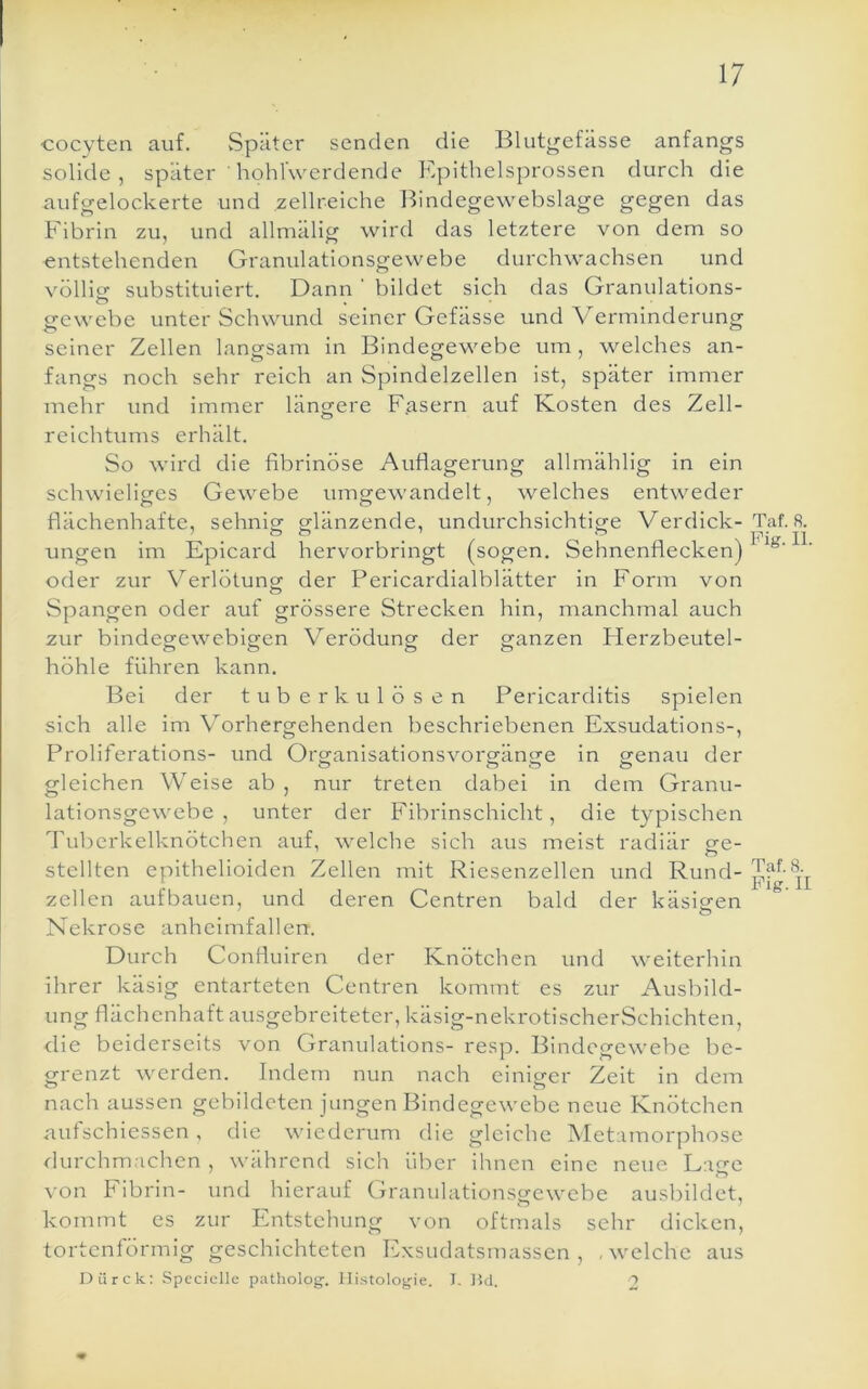 cocyten auf. Später senden die Blutgefässe anfangs solide, später hohfwerdende Epithelsprossen durch die aufgelockerte und zellreiche Bindegewebslage gegen das Fibrin zu, und allmälig wird das letztere von dem so entstehenden Granulationsgewebe durchwachsen und völlitr substituiert. Dann ’ bildet sich das Granulations- gewebe unter Schwund seiner Gefässe und Verminderung seiner Zellen langsam in Bindegewebe um, welches an- fangs noch sehr reich an Spindelzellen ist, später immer mehr und immer läncrere Fasern auf Kosten des Zell- O reichtums erhält. So wird die fibrinöse Auflagerung allmählig in ein schwieliges Gewebe umgewandelt, welches entweder flächenhafte, sehnig glänzende, undurchsichtige Verdick- ungen im Epicard hervorbringt (sogen. Sehnenflecken) oder zur Verlötuno- der Pericardialblätter in Form von o Spangen oder auf grössere Strecken hin, manchmal auch zur bindecrewebigfen Verödung' der ganzen Herzbeutel- O Ö O Ö höhle führen kann. Bei der tuberkulösen Pericarditis spielen sich alle im Vorhergehenden beschriebenen Exsudations-, Proliferations- und OrganlsationsVorgänge in genau der gleichen Weise ab, nur treten dabei in dem Granu- lationsgewebe , unter der Fibrinschicht, die typischen Tuberkelknötchen auf, welche sich aus meist radiär ge- stellten epithelioiden Zellen mit Riesenzellen und Rund- zellen aufbauen, und deren Centren bald der käsigen Nekrose anheimfallen. Durch Confluiren der Knötchen und weiterhin ihrer käsig entarteten Centren kommt es zur Ausbild- ung flächenhaft ausgebreiteter, käsig-nekrotischerSchichten, <lie beiderseits von Granulations- resp. Bindegewebe be- grenzt werden. Indem nun nach einiger Zelt in dem nach aussen gebildeten jungen Bindegewebe neue Knötchen aufschiessen, die wiederum die gleiche Metamorphose durchmachen , während sich über ihnen eine neue Lage \'on Fibrin- und hierauf Granulationsgewebe ausbildet, kommt es zur Entstehung von oftmals sehr dicken, tortenförmig geschichteten Exsudatsmassen, .welche aus Dürck: Spcciclle p.atliolog-. lIistoloy;ie. I. 15d. > Taf. 8. Pig. II. Taf. 8. Pig. II