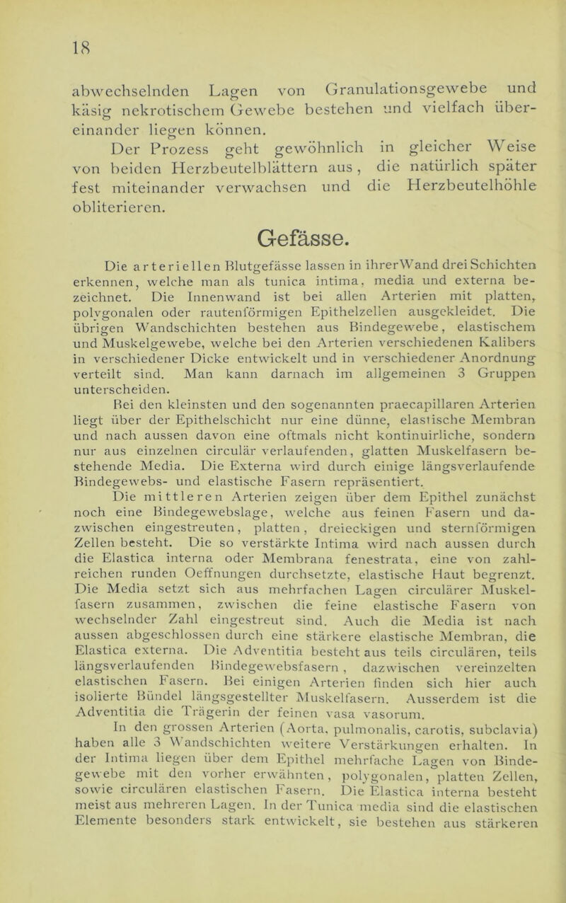 abwechselnden Lagen von Granulationsgewebe und käsi^ nekrotischem (jewebe bestehen und vielfach über- einander liegen können. Der Prozess geht gewöhnlich in gleicher Weise von beiden Herzbeutelblättern aus , die natürlich später fest miteinander verwachsen und die Herzbeutelhöhle obliteriercn. Gefässe. Die arteriellen Blutgefässe lassen in ihrerWand drei Schichten erkennen, welche man als tunica intima, media und externa be- zeichnet. Die Innenwand ist bei allen Arterien mit platten, polygonalen oder rautenförmigen Epithelzellen ausgckleidet. Die übrigen Wandschichten bestehen aus Bindegewebe, elastischem und Muskelgewebe, welche bei den Arterien verschiedenen Kalibers in verschiedener Dicke entwickelt und in verschiedener Anordnung verteilt sind. Man kann darnach im allgemeinen 3 Gruppen unterscheiden. Bei den kleinsten und den sogenannten praecapillaren Arterien liegt über der Epithelschicht nur eine dünne, elastische Membran und nach aussen davon eine oftmals nicht kontinuirliche, sondern nur aus einzelnen circular verlaufenden, glatten ISIuskelfasern be- stehende Media. Die Externa wird durch einige längsverlaufende Bindegewebs- und elastische Fasern repräsentiert. Die mittleren Arterien zeigen über dem Epithel zunächst noch eine Bindegewebslage, welche aus feinen Fasern und da- zwischen eingestreuten, platten, dreieckigen und sternförmigen Zellen besteht. Die so verstärkte Intima wird nach aussen durch die Elastica interna oder Membrana fenestrata, eine von zahl- reichen runden Oeffnungen durchsetzte, elastische Haut begrenzt. Die Media setzt sich aus mehrfachen Laeen circulärer IMuskel- fasern zusammen, zwischen die feine elastische Fasern von wechselnder Zahl eingestreut sind. Auch die INIedia ist nach aussen abgeschlossen durch eine stärkere elastische Membran, die Elastica externa. Die Adventitia besteht aus teils circidären, teils längsverlaufenden Bindegewebsfasern , dazwischen vereinzelten elastischen hasern. Bei einigen Arterien linden sich hier auch isolierte Bündel längsgestellter Muskelfasern. Ausserdem ist die Adventitia die Trcägerin der feinen vasa vasorum. In den grossen Arterien (Aorta, pulmonalis, carotis, subclavia) haben alle o andschichten weitere Verstärkungen erhalten. In der Intima liegen über dem Epithel mehrfache Lagen von Binde- gewebe mit den vorher erwähnten, ])olvgonalen, platten Zellen, sowie circulären elastischen Fasern. Die' Elastica interna besteht meist aus mehreren Lagen, ln der Tunica media sind die elastischen Elemente besonders stark entwickelt, sie bestehen aus stärkeren