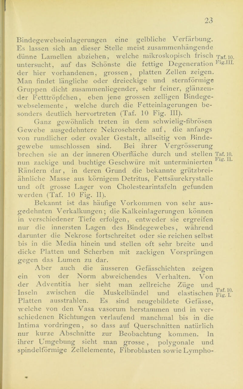 Bindcgewebseinlagerungcn eine gelbliche V^erfärbung. Es lassen sich an dieser Stelle meist zusammenhängende dünne Lamellen abzlehen, welche mikrüskopisch frisch untersucht, auf das Schönste die fettige Degeneration der hier vorhandenen, grossen, platten Zellen zeigen. Man findet längliche oder dreieckige und sternförmige Gruppen dicht zusammenliegender, sehr feiner, glänzen- der Fetttröpfchen, eben jene grossen zelligen Bindege- webselemente , welche durch die P'etteinlagerungen be- sonders deutlich hervortreten (Taf. 10 Fig. III). Ganz gewöhnlich treten in dem schwielig-fibrösen Gewebe ausgedehntere Nekroseherde auf, die anfangs von rundlicher oder ovaler Gestalt, allseitig von Binde- gewebe umschlossen sind. Bei ihrer Vergrösserung brechen sie an der inneren Oberfläche durch und stellen mm zackige und buchtige Geschwüre mit unterminierten Rändern dar, in deren Grund die bekannte grützbrei- ähnliche Masse aus körnigem Detritus, Fettsäurekrystalle und oft grosse Lager von Cholestearintafeln gefunden Taf. 10. Fig.IlI. Taf. 10. Pig. II. werden (Taf. 10 h'ig. II). Bekannt ist das häufige Vorkommen von sehr aus- gedehnten Verkalkungen; die Kalkeinlagerungen können in verschiedener Tiefe erfolgen, entweder sie ergreifen nur die innersten Lagen des Bindegewebes, während darunter die Nekrose fortschreitet oder sie reichen selbst bis in die IMedia hinein und stellen oft sehr breite und dicke [^hatten und Scherben mit zackigen Vorsprüngen gegen das Lumen zu dar. Aber auch die äusseren Gefässchichten zeigen ein von der Norm abweichendes \^erhalten. Von der Adventitia her sieht man zellreiche Zücre und Inseln zwischen die Muskelbündel und elastischen pig. i Platten ausstrahlen. Es sind neugebildete Gefässe, Avelche von den Vasa vasorum herstammen und in ver- schiedenen Richtungen verlaufend manchmal bis in die Intima Vordringen , so dass auf Querschnitten natürlich nur kurze Abschnitte zur Beobachtung kommen, ln ihrer Llrngebung sieht man grosse , polygonale und spindellörmige Zcllelemente, Fibroblasten sowie Lympho-