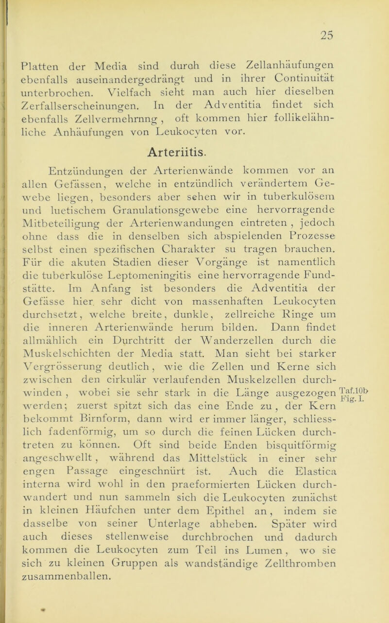 Platten der Media sind durch diese Zellanhäufungen ebenfalls auseinandergedrängt und in ihrer Continuität I unterbrochen. V’^ielfach sieht man auch hier dieselben I Zerfallserscheinungen. In der Adventitia findet sich I ebenfalls Zellvermehmng , oft kommen hier follikelähn- liche Anhäufungen von Leukocyten vor. Arteriitis. Entzündungen der Arterienwände kommen vor an allen Gefässen, welche in entzündlich verändertem Ge- webe liegen, besonders aber sehen wir in tuberkulösem und luetischem Granulationsgewebe eine hervorragende Mitbeteiligung der Arterienwandungen eintreten , jedoch ohne dass die in denselben sich abspielenden Prozesse selbst einen spezifischen Charakter su tragen brauchen. Für die akuten Stadien dieser Vorgänge ist namentlich die tuberkulöse Leptomeningitis eine hervorragende Fund- stätte. Im Anfancr ist besonders die Adventitia der o Gefässe hier, sehr dicht von massenhaften Leukocyten durchsetzt, welche breite, dunkle, zellreiche Ringe um die inneren Arterienwände herum bilden. Dann findet allmählich ein Durchtritt der Wanderzellen durch die Muskelschichten der Media statt. Man sieht bei starker Vergrösserung deutlich, wie die Zellen und Kerne sich zwischen den cirkulär verlaufenden Muskelzellen durch- winden , wobei sie sehr stark in die Länge ausgezogen werden; zuerst spitzt sich das eine Ende zu, der Kern bekommt Birnform, dann wird er immer länger, schliess- lich fadenförmig, um so durch die feinen Lücken durch- treten zu können. Oft sind beide Enden bisquitförmig angeschwellt , während das Mittelstück in einer sehr engen Passage eingeschnürt ist. Auch die Elastica interna wird wohl in den praeformierten Lücken durch- wandert und nun sammeln sich die Leukocyten zunächst in kleinen Häufchen unter dem Epithel an, indem sie dasselbe von seiner Unterlage abheben. Später wird auch dieses stellenweise durchbrochen und dadurch kommen die Leukocyten zum Teil ins Lumen, wo sie sich zu kleinen Gruppen als wandständige Zellthromben zusammenballen. Taf.lOb I.