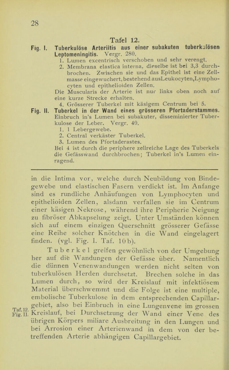 28 Taf. 12. Fig. II. Tafel 12. Fig. I. Tuberkulöse Arteriitis aus einer subakuten tuberkulösen Leptomeningitis. Vergr. 280. 1. Lumen excentrisch verschoben und sehr verengt. 2. Membrana elastica interna, dieselbe ist bei 3,3 durch- brochen. Zwischen sie und das Epithel ist eine Zell- masse eingewuchert, bestehend ausLeukocyten,Lympho- cyten und epithelioiden Zellen. Die Muscularis der Arterie ist nur links oben noch auf eine kurze Strecke erhalten. 4. Grösserer Tuberkel mit käsigem Centrum bei 5. Fig. II. Tuberkel in der Wand eines grösseren Pfortaderstammes. Einbruch in’s Lumen bei subakuter, disseminierter Tuber- kulose der Leber. Vergr. 40. 1. l Lebergewebe. 2. Central verkäster Tuberkel. 3. Lumen des Pfortaderastes. Bei 4 ist durch die periphere zellreiche Lage des Tuberkels die Gefässwand durchbrochen; Tuberkel in’s Lumen ein- ragend. in die Intima vor, welche durch Neubildung von Binde- gewebe und elastischen Fasern verdickt ist. Im Anfänge sind es rundliche Anhäufungen von L3'inphocyten und epithelioiden Zellen, alsdann verfallen sie im Centrum einer käsigen Nekrose, während ihre Peripherie Neigung zu fibröser Abkapselung zeigt. Unter Umständen können sich auf einem einzigen Querschnitt grösserer Gefässe eine Reihe solcher Knötchen in die Wand eingelagert finden, (vgl. Fig. 1. Taf. löb). T u b e r k e 1 greifen gewöhnlich von der Umgebung her auf dife Wandungen der Gefässe über. Namentlich die dünnen \ enenwandungen werden nicht selten von tuberkulösen Herden durchsetzt. Brechen solche in das Lumen durch, so wird der Kreislauf mit infektiösem Material überschwemmt und die Folge ist eine multiple, embolische Tuberkulose in dem entsprechenden Capillar- gebiet, also bei Einbruch in eine Lungenvene im grossen Kreislauf, bei Durchsetzung der Wand einer Vene des übrigen Körpers miliare Ausbreitung in den Lungen und bei Arrosion einer Arterienwand in dem von der be- treffenden Arterie abhängigen Capillargebiet.