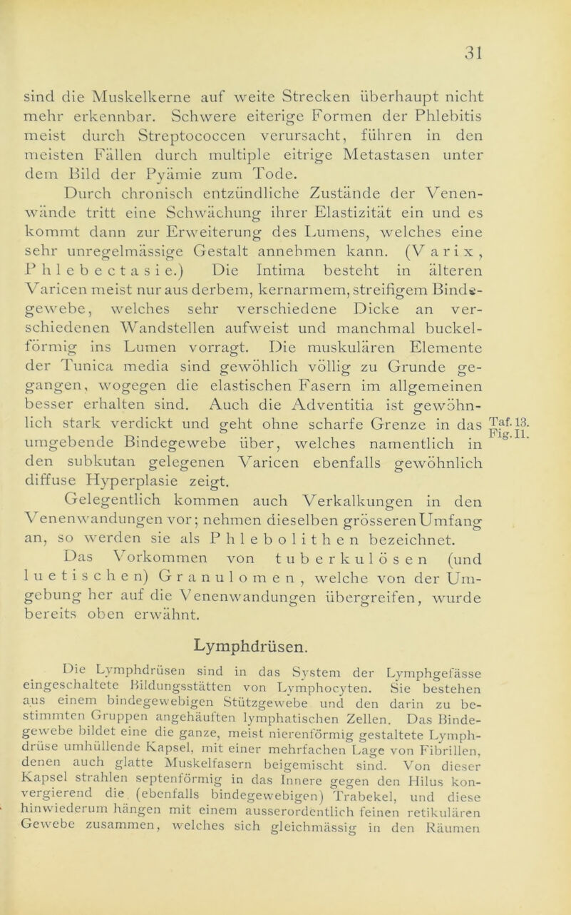 sind die Muskelkerne auf weite Strecken überhaupt nicht mehr erkennbar. Schwere eiterige Formen der Phlebitis meist durch Streptococcen verursacht, führen in den meisten Fällen durch multiple eitrige Metastasen unter dem Bild der Pyämie zum Tode. Durch chronisch entzündliche Zustände der Venen- wände tritt eine Schwächung ihrer Elastizität ein und es kommt dann zur Erweiterung des Immens, welches eine sehr unregelmässige Gestalt annehmen kann. (V arix, P h 1 e b e c t a s i e.) Die Intima besteht in älteren Varicen meist nur aus derbem, kernarmem, streifigem Binde- gewebe, welches sehr verschiedene Dicke an ver- schiedenen Wandstellen aufweist und manchmal buckel- förmig ins Lumen vorragt. Die muskulären Elemente der Tunica media sind gewöhlich völlig' zu Grunde ge- gangen, wogegen die elastischen Fasern im allgemeinen besser erhalten sind. Auch die Adventltia ist gewöhn- lieh stark verdickt und geht ohne scharfe Grenze in das _ Pig. II umgebende Bindegewebe über, welches namentlich in den subkutan gelegenen Varicen ebenfalls gewöhnlich diffuse Hyperplasie zeigt. Gelegentlich kommen auch Verkalkungen in den \ enenwandungen vor; nehmen dieselben grösserenUmfang an, so werden sie als Phlebolithen bezeichnet. Das V^orkommen von tuberkulösen (und luetischen) G r a n u 1 Omen, welche von der Um- gebung her auf die Venenwandungen übergreifen, wurde bereits oben erwähnt. Lymphdrüsen. Oie Lymphdrüsen sind in das System der Lymphgefässe eingeschaltete Bildungsstätten von Lymphocyten. Sie bestehen aus einem bindegewebigen Stützgewebe und den darin zu be- stimmten Gruppen angehäulten lymphatischen Zellen. Das Binde- gewebe bildet eine die ganze, meist nierenförmig gestaltete Lymph- drüse umhüllende Kapsel, mit einer mehrfachen Lage von Fibrillen, denen auch glatte Muskelfasern beigemischt sind. Von dieser Kapsel strahlen septenförmig in das Innere gegen den Hilus kon- vergierend die (ebenfalls bindegewebigen) Trabekel, und diese hinwiederum hängen mit einem ausserordentlich feinen retikidären Gewebe zusammen, welches sich gleichmässig in den Räumen