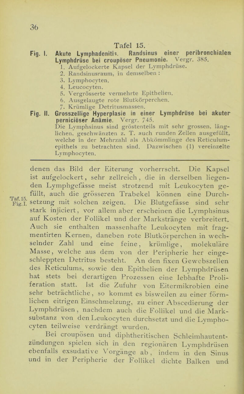 Taf. 15. Fig.I. Tafel 15. Fig. I. Akute Lymphadenitis. Randsinus einer peribronchialen: Lymphdrüse bei croupöser Pneumonie. Vergr. 385. 1. Aufgelockerte Kapsel der Lymphdrüse. 2. Randsinusraum, in demselben : 3. L^’inphocyten. 4. Leucocyten. 5. Vergrösserte vermehrte Epithelien. 6. Ausgelaugte rote Blutkörperchen. 7. Krümlige Detritusmassen. Fig. II. Grosszellige Hyperplasie in einer Lymphdrüse bei akuter perniciöser Anämie. Vergr. 745. Die Lymphsinus sind gröstenteils mit sehr grossen, läng- lichen, geschwänzten z. T. auch runden Zellen ausgefüllt, welche in der Mehrzahl als Abkömmlinge des Reticulum- epithels zu betrachten sind. Dazwischen (1) -Nereinzelte Lymphocyten. denen das Bild der Eiterung vorherrscht. Die Kapsel ist aufgelockert, sehr zellreich , die in derselben liegen- den Lymphgefässe meist strotzend mit Leukocyten ge- füllt, auch die grösseren Trabekel können eine Durch- setzung mit solchen zeigen. Die Blutgefässe sind sehr stark injiciert, vor allem aber erscheinen die Lymphsinus auf Kosten der Follikel und der Markstränge verbreitert. Auch sie enthalten massenhafte Leukocvten mit fratr- mentirten Kernen, daneben rote Blutkörperchen in wech- selnder Zahl und eine feine, krümlige, molekuläre Masse, welche aus dem von der Perijiherie her einge- schleppten Detritus besteht. An den fixen Gewebszellen des Reticulums, sowie den Epithelien der Lvmphdrüscn hat stets bei derartigen Prozessen eine lebhafte Proli- feration statt. Ist die Zufuhr von Eitermikrobien eine sehr beträchtliche, so kommt es bisweilen zu einer förm- lichen eitrigen Einschmelzung, zu einer Abscediei ung der Lymphdrüsen , nachdem auch die Follikel und die Mark- substanz von den Leukocyten durchsetzt und die Lvmpho- cyten teilweise verdrängt wurden. Bei croupösen und dij:)htheritischen Bchleimhautent- zündungen spielen sich in den regionären Lvmphdrüsen ebenfalls exsudati\'c \ organge ab . indem in den Sinus und in der Peripherie der Follikel dichte Balken und