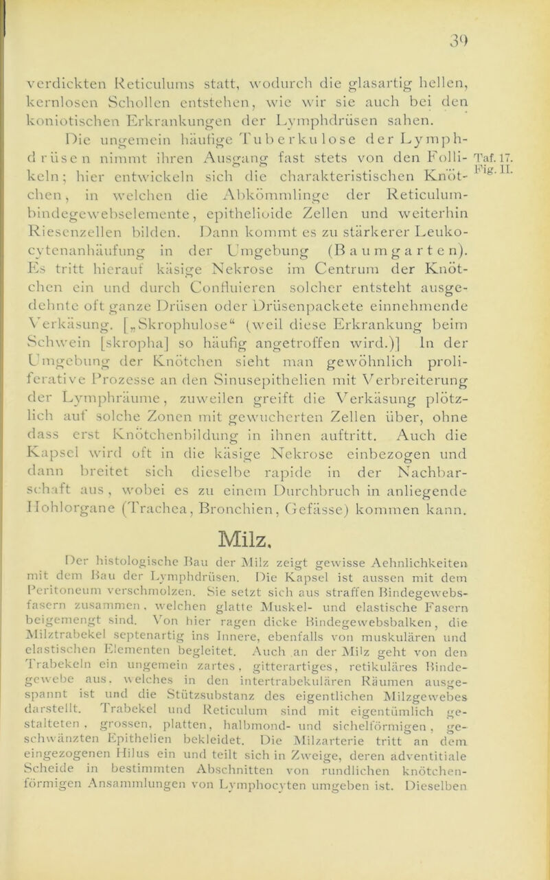 3^) verdickten Rcticuluins statt, wodurcli die glasartig hellen, kernlosen Schollen entstehen, wie wir sie auch bei den koniotischen Erkrankungen der Lyniphdrüsen sahen. Die ungeniein häutige 'hu b e rku lose derLymph- drüsen nimmt ihren Ausgang fast stets von den Folli- kein; hier entwickeln sich die charakteristischen Knöt- chen, in welchen die Abkömmlinge der Reticulum- bindcgewebselemente, epitheliuide Zellen und weiterhin Riesenzellen bilden. Dann kommt es zu stärkerer Leuko- cytenanhäufung in der L nigebung (B a u m g a r t e n). Es tritt hierauf käsige Nekrose im Centrum der Knöt- chen ein und durch Contluicren solcher entsteht ausge- dehnte oft ganze Drüsen oder Driisenpackete einnehmende \’erkäsung. [„Skrophulose“ (weil diese Erkrankung beim Schwein [skropha] so häufig angetroffen wird.)] ln der Umgebung der Knötchen sieht man gewöhnlich proli- terative Prozesse an den Sinusej:)ithelien mit Verbreiterung der Lymphräume, zuweilen greift die \'^erkäsung plötz- lich aut solche Zonen mit gewucherten Zellen über, ohne dass erst Knötchenbildung in ihnen auftritt. Auch die Kapsel wird oft in die käsige Nekrose einbezogen und dann breitet sich dieselbe rapide in der Nachbar- schaft aus , wobei es zu einem Durchbruch in anliegende Hohlorgane (Trachea, Bronchien, Gefässe) kommen kann. Taf. 17 Fig. n Milz. Der histologische Hau der IMüz zeigt gewisse Aehnlichkeiteii mit dem Hau der Lymplidriisen. Die Kapsel ist aussen mit dem Peritoneum verschmolzen. Sie setzt sich aus straffen Hindegewebs- fasern zusammen , weichen glatte IMuskel- und elastische Fasern beigemengt sind. Von hier ragen dicke Hindegewebsbalken, die Alilztrabekel septenartig ins Innere, ebenfalls von muskulären und elastischen Flenienten begleitet. Auch an der IMi'z geht von den 1 rabekeln ein ungemein zartes, gitterartiges, retikuläres Hindc- gc^vebe aus. welches in den intertrabekulären Räumen ausge- spannt ist und die Stützsubstanz des eigentlichen Milzgewebes darstellt. I rabekel und Reticulum sind mit eigentümlich ge- stalteten. grossen, platten, halbmond- und sichelförmigen, ge- schwänzten Kpithelien bekleidet. Die Milzarterie tritt an dem eingezogenen Ifilus ein und teilt sich in Zwmige, deren adventitiale Scheide in bestimmten Abschnitten von rundlichen knötchen- förmigen Ansammlungen von Iwmphocyten umgeben ist. Dieselben