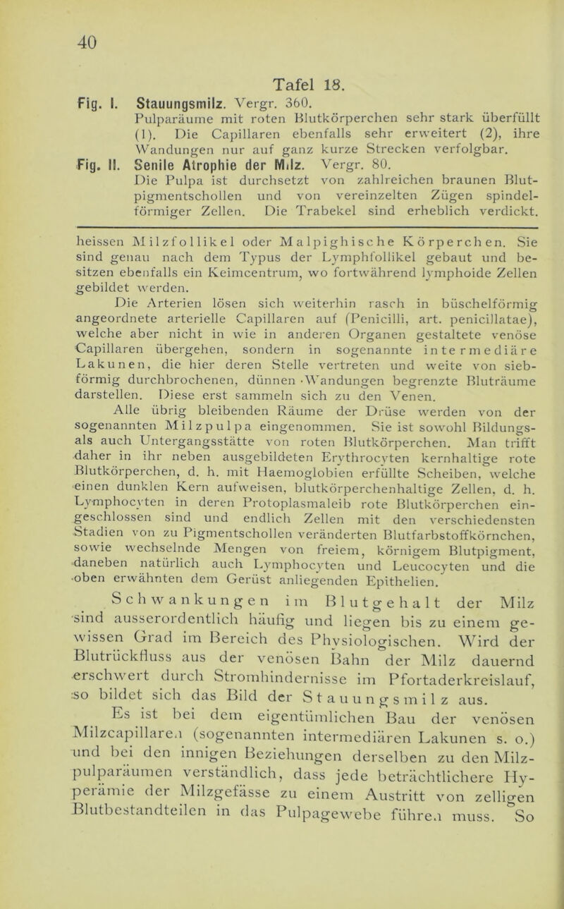 40 Tafel 18. Fig. I. Stauungsmilz. Vergr. 360. Pulparäume mit roten Blutkörperchen sehr stark überfüllt (1). Die Capillaren ebenfalls sehr erweitert (2), ihre Wandungen nur auf ganz kurze Strecken verfolgbar. Fig. II. Senile Atrophie der Milz. Vergr. 80. Die Pulpa ist durchsetzt von zahlreichen braunen Blut- pigmentschollen und von vereinzelten Zügen spindel- förmiger Zellen. Die Trabekel sind erheblich verdickt. heissen J\1 il zf o 1 lik e 1 oder Malpig bische Körperchen. Sie sind genau nach dem Typus der Lymphfollikel gebaut und be- sitzen ebenfalls ein Keimcentrum, wo fortwährend lymphoide Zellen gebildet werden. Die Arterien lösen sich weiterhin rasch in büschelförmig angeordnete arterielle Capillaren auf (Penicilli, art. penicillatae), welche aber nicht in wie in anderen Organen gestaltete venöse Capillaren übergehen, sondern in sogenannte intermediäre Lakunen, die hier deren Stelle vertreten und weite von sieb- förmig durchbrochenen, dünnen -Wandungen begrenzte Bluträume darstellen. Diese erst sammeln sich zu den Venen. Alle übrig bleibenden Räume der Drüse werden von der sogenannten Milzpulpa eingenommen. Sie ist sowohl Bildungs- ais auch Untergangsstätte von roten Blutkörperchen. Man trifft daher in ihr neben ausgebildeten Erythrocvten kernhaltige rote Blutkörperchen, d. h. mit Haemoglobien erfüllte Scheiben, welche einen dunklen Kern aut weisen, blutkörperchenhaltige Zellen, d. h. Uymphoc}'ten in deren Protoplasmaleib rote Blutkörperchen ein- geschlossen sind und endlich Zellen mit den verschiedensten Stadien von zu Pigmentschollen veränderten Blutfarbstoffkörnchen, sowde wechselnde IMengen von freiem, körnigem Blutpigment, daneben natürlich auch Lymphocyten und Leucocyten und die •oben erwähnten dem Gerüst anliegenden Epithelien. Schwankungen i in B 1 u t g e h a 11 der Milz sind ausserordentlich häufig und liegen bis zu einem ge- wissen Griad iin Bereich des Physiologischen. Wird der Blutrückfluss aus der v^enösen Ilahn der ]\lllz dauernd erschweit duich Stromhindernisse im Pfortaderkreislauf, :so bildet sich das Bild der Stauungsmil z aus. Es ist bei dem eigentümlichen Bau der venösen Milzcapillaien (sogenannten intermediären Lakunen s. o.) und bei den innigen Beziehungen derselben zu den Milz- pulpaiaumen verständlich, dass jede beträchtlichere Hy- peiamie der Milzgefässe zu einem Austritt von zelligen Blutbestandteilen in das Pulpagewebe führe.i muss. So