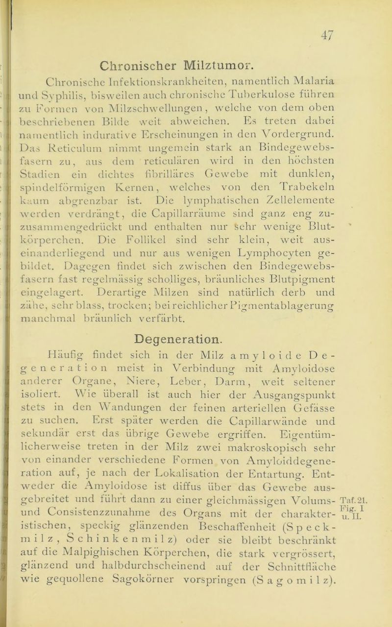Chronischer Milztumor. Chronische Infektionskrankheiten, namentlich Malaria und .Syphilis, bisweilen auch chronische luherkulose führen zu können von ISlilzschwcllungen , welche von dem oben beschriebenen Bilde weit abweichen. Es treten dabei namentlich indurative Erscheinungen in den \ordergrund. Da.s Reticulum nimmt ungemein stark an Bindegewebs- fasern zu, aus dem reticulären wird in den höchsten Statlien ein dichtes iibrilläres Gewebe mit dunklen, spindelförmigen Ivernen, welches von den Trabekeln knum abgrenzbar ist. Die lymphatischen Zcllelemente werden verdrängt, die Capillarräume sind ganz eng zu- zusammengedrückt und enthalten nur Sehr wenige Blut- körperchen. Die Follikel sind sehr klein, weit aus- einanderlicgend und nur aus wenigen Eymphocyten ge- bildet. Dagegen findet sich zwischen den Bindegewebs- fasern fast regelmässig scholliges, bräunliches Blutpigment cingclagert. Derartige Milzen sind natürlich derb und zähe, sehr blass, trocken; bei reichlicher Pigmentablagerung manchmal bräunlich verfärbt. Degeneration. Häufig findet sich in der Milz a m y 1 o i d c De- generation meist in Verbindung mit Amyloidose anderer Organe, Niere, Leber, Darm, weit seltener isoliert. Wie überall ist auch hier der Ausgangspunkt stets in den W andungen der feinen arteriellen Gefässe zu suchen. Erst später werden die Capillarwände und sekundär erst das übrige Gewebe ergriffen. Eicrentüm- licherweise treten in der Milz zwei makroskopisch sehr von einander verschiedene Formen von Amyloiddegene- ration auf, je nach der Lokalisation der Entartung. Ent- weder die Amyloidose ist diffus über das Gewebe aus- gebreitet und führt dann zu einer gleichmässigen Volums- und Consistenzzunahme des Organs mit der charakter- istischen, speckig glänzenden Beschaffenheit(Speck- lu i 1 z , S c h i n k e n m i 1 z) oder sie bleibt beschränkt auf die Malpighischen Körperchen, die stark vergrössert, glänzend und halbdurchscheinend auf der SchnittHäche wie gequollene Sagokörner vorspringen (S a g o m i 1 z). Taf.2l. PiK. 1 u. II.