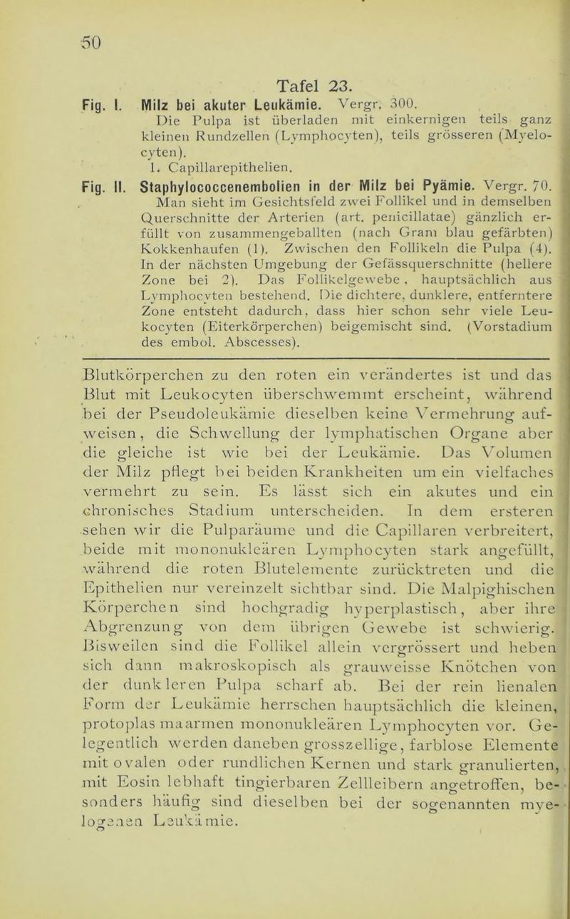 50 Tafel 23. Fig. I. Milz bei akuter Leukämie. Vergr, 300. Die Pulpa ist überladen mit einkernigen teils ganz kleinen Kundzellen (Lymphocyten), teils grösseren (Myelo- cyten). 1. Capillarepithelien. Fig. II. Staphylococcenembolien in der Milz bei Pyämie. Vergr. 70. Man sieht im Gesichtsfeld zwei P'ollikel und in demselben Querschnitte der Arterien (art. penicillatae) gänzlich er- füllt von zusammengeballten (nach Gram blau gefärbten) Kokkenhaufen (1). Zwischen den F'ollikeln die Pulpa (4). ln der nächsten Umgebung der Gefässquerschnitte (hellere Zone bei 2). Das Follikelgewebe , hauptsächlich aus Lvmphocvten bestehend. Die dichtere, dunklere, entferntere Zone entsteht dadurch, dass hier schon sehr viele Leu- kocyten (Eiterkörperchen) beigemischt sind. (Vorstadium des embol. Abscesses). Blutkörperchen zu den roten ein verändertes ist und das Blut rnit Leukocyten überschwemmt erscheint, während bei der Pseudoleukämie dieselben keine \ermehruncf auf- wmisen, die Schwellung der lymphatischen Organe aber die gleiche ist wie bei der Leukämie. Das N’^olumen (ler Milz pflegt bei beiden Krankheiten um ein vielfaches vermehrt zu sein. Es lässt sich ein akutes und ein chronisches Stadium unterscheiden. In dem ersteren sehen wir die Pulparäume und die Capillaren verbreitert, beide mit mononukleären Lvmphocyten stark angcfüllt, während die roten Blutelemcnte zurücktreten und die lüpithelien nur vereinzelt sichtbar sind. Die Malpighischen Körperchen sind hochgradig hyperplastisch, aber ihre Abgrenzung von dem übrigen Gewebe ist schwierig. Bisweilen sind die Follikel allein verwrössert und heben sich dann makroskopisch als grauweisse Knötchen von der dunkleren Pulpa scharf ab. Bei der rein lienalen Form der Leukämie herrschen hauptsächlich die kleinen, protoplasmaarmen mononukleären Lymphocyten vor. Ge- legentlich werden daneben grosszeilige, farblose Elemente mit ovalen oder rundlichen Kernen und stark ofranulierten, mit Eosin lebhaft tingierbaren Zellleibern ancretroffen, be- sonders häufig sind dieselben bei der sogenannten mve- lo^enen Leukämie.