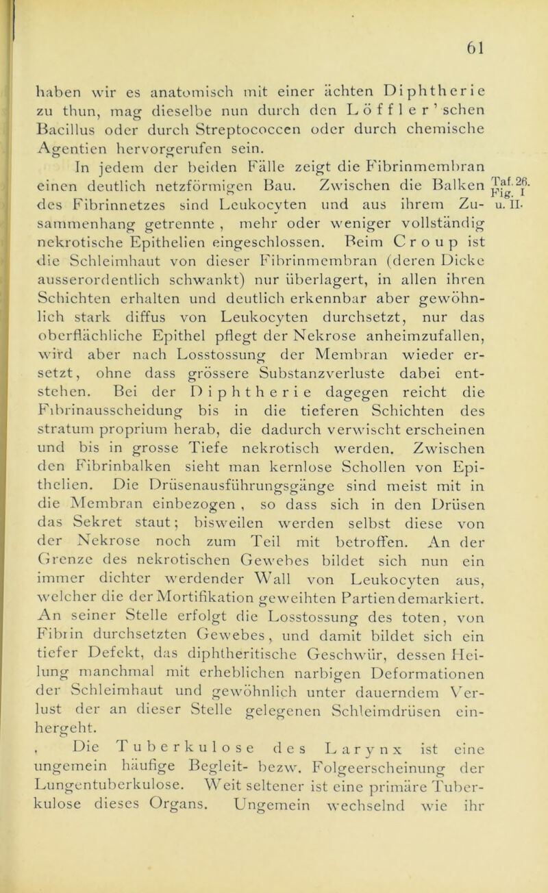 haben wir es anatomisch mit einer ächten Diphtherie zu thun, masf dieselbe nun durch den Löffler’ sehen Bacillus oder durch Streptococcen oder durch chemische Agentien hervorserufen sein. In jedem der beiden Fälle zeigt die B'ibrinmembran einen deutlich netzförmigen Bau. Zwischen die Balken des Fibrinnetzes sind Leukocyten und aus ihrem Zu- sammenhang getrennte , mehr oder weniger vollständig nekrotische Epithelien eingeschlossen. Beim Croup ist die Schleimhaut von dieser Fibrinmembran (deren Dicke ausserordentlich schwankt) nur überlagert, in allen ihren Schichten erhalten und deutlich erkennbar aber gewöhn- lich stark diffus von Leukocyten durchsetzt, nur das oberflächliche Epithel pflegt der Nekrose anheimzufallen, wird aber nach Losstossun^ der Membran wieder er- o setzt, ohne dass grössere Substanzverluste dabei ent- stehen. Bei der Diphtherie dagegen reicht die Fibrinausscheidung bis in die tieferen Schichten des Stratum proprium herab, die dadurch verwischt erscheinen und bis in grosse Tiefe nekrotisch werden. Zwischen den Fibrinbalken sieht man kernlose Schollen von Epi- thelien. Die Drüsenausführungsgänge sind meist mit in die iMembran einbezogen , so dass sich in den Drüsen das Sekret staut; bisweilen werden selbst diese von der Nekrose noch zum Teil mit betrolben. An der Grenze des nekrotischen Gewebes bildet sich nun ein immer dichter werdender Wall von Leukocyten aus, welcher die der Mortifikation geweihten Partien demarkiert. An seiner Stelle erfolgt die Losstossung des toten, von hibrin durchsetzten Gewebes, und damit bildet sich ein tiefer Defekt, das diphtheritische Geschwür, dessen Hei- lung manchmal mit erheblichen narbigen Deformationen der Schleimhaut und gewöhnlich unter dauerndem X’^er- lust der an dieser Stelle gelegenen Schleimdrüsen ein- hergeht. . Die I u b e r k u 1 o s e des L a r y n x ist eine ungemein häuflge Begleit- bezw. Folgeerscheinung der Lungentuberkulose. W eit seltener ist eine primäre Tuber- kulose dieses Organs. Ungemein wechselnd wie ihr Taf. 2fi. Fig. I u. II.