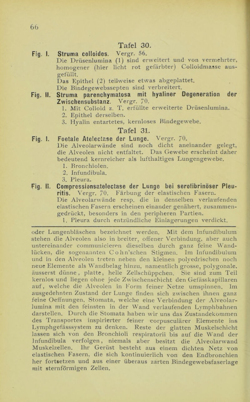 Tafel 30. Fig. I. Struma colloides. Vergr. 56. Die Drüsenluniina (1) sind erweitert und von vermehrter, homogener (hier licht rot gefärbter) Colloidmasse aus- gefüllt. Das Epithel (2) teilweise etwas abgeplattet. Die Bindegewebssepten sind verbreitert. Fig. il. Struma parenchymatosa mit hyaliner Degeneration der Zwischensubstanz. Vergr. 70. 1. Mit Colloid z. T. erfüllte erweiterte Drüsenlumina. 2. Epithel derselben. 3. Hyalin entartetes, kernloses Bindegewebe. Tafel 31. Fig. I. Foetale Atelectase der Lunge. Vergr. 70. Die Alveolarwände sind noch dicht aneinander gelegt, die Alveolen nicht entfaltet. Das Gewebe erscheint daher bedeutend kernreicher als lufthaltiges Lungengewebe. 1. Bronchiolen. 2. Infundibula. 3. Bleura. Fig. II. Compressionsatelectase der Lunge bei serofibrinöser Pleu- ritis. Vergr. 70. Färbung der elastischen Fasern. Die Alveolarwände resp. die in denselben verlaufenden elastischen Fasern erscheinen einander genähert, zusammen- gedrückt, besonders in den peripheren Partien. 1. Pleura durch entzündliche Einlagerungen verdickt. oder Lungenbläschen bezeichnet werden. Mit dem Infundibulum stehen die Alveolen also in breiter, offener V'erbindung. aber auch untereinander communicieren dieselben durch ganz feine W’and- lücken, die sogenannten Cohn’schen Stigmen. Im Infundibulum und in den Alveolen treten neben den kleinen polyedrischen noch neue Elemente als \N'andbelag hinzu, namentlich grosse, polygonale, äusserst dünne, platte, helle Zellschüppchen. Sie sind zum Teil kernlos und liegen ohne jede Zwischenschicht den Gefässkapillaren auf, welche die Alveolen in Form feiner Netze umspinnen. Im ausgedehnten Zustand der Lunge finden sich zwischen ihnen ganz feine Oeffnungen, Stomata, welche eine Verbindung der Alveolar- lumina mit den feinsten in der Wand verlaufenden Lymphbahnen darstellen. Durch die Stomata haben wir uns das Zustandekommen des Transportes inspirierter feiner corpusculärer Elemente ins Lymphgefässsystem zu denken. Reste der glatten Muskelschicht lassen sich von den Bronchioli respiratorii bis auf die Wand der Infundibula verfolgen, niemals aber besitzt die Alveolarwand Muskelzellen. Ihr Gerüst besteht aus einem dichten Netz von elastischen Fasern, die sich kontinuierlich von den Endbronchien her fortsetzen und aus einer überaus zarten Bindegewebsfaserlage mit sternförmigen Zellen.