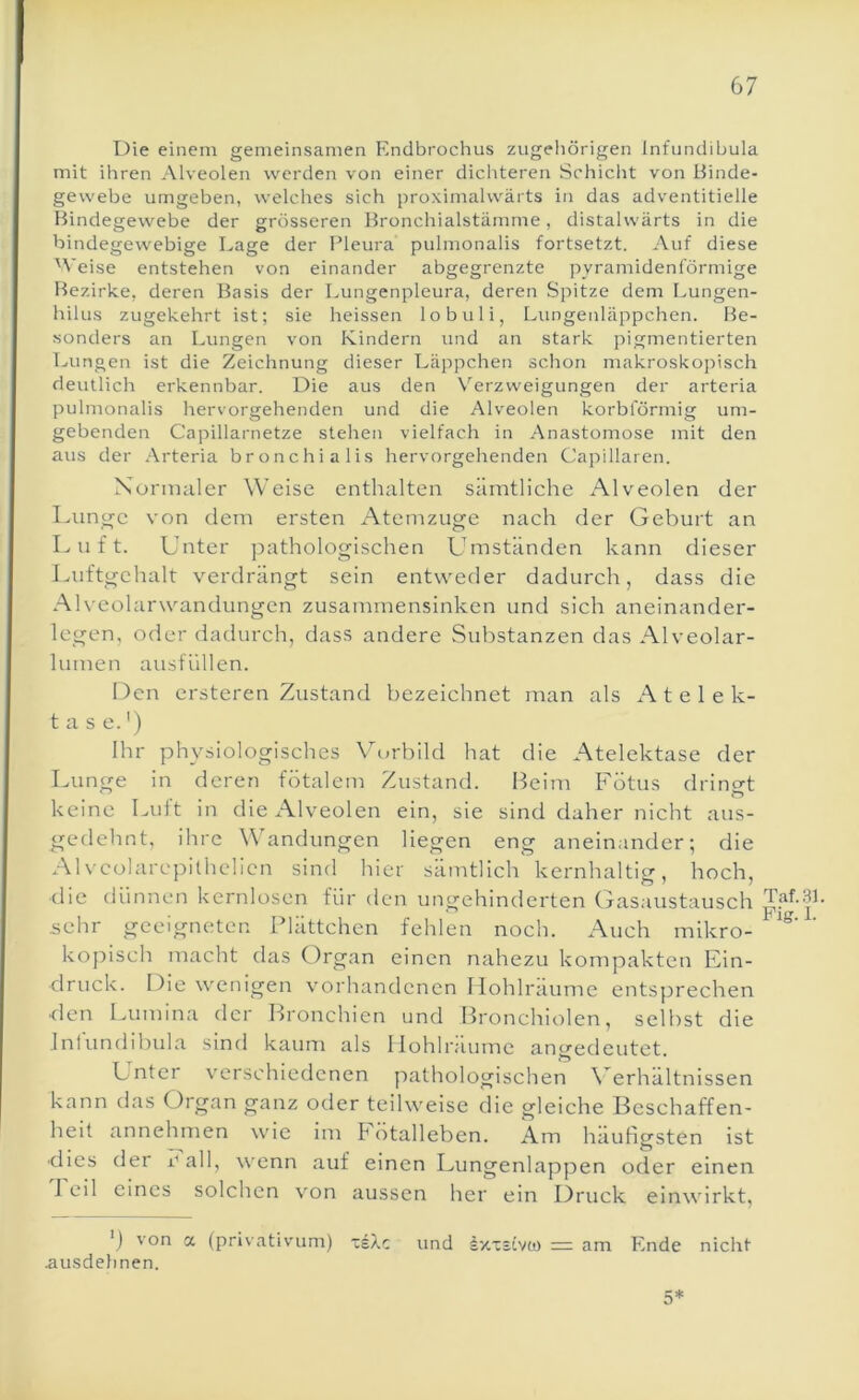 Die einem gemeinsamen Endbrochus zugeliörigen Infundibula mit ihren Alveolen werden von einer dichteren Schicht von Binde- gewebe umgeben, welches sich proximalwärts in das adventitielle Bindegewebe der grösseren Bronchialstämme, distalwärts in die bindegewebige Lage der Pleura pulmonalis fortsetzt. Auf diese 'Veise entstehen von einander abgegrenzte pyramidenförmige Bezirke, deren Basis der Lungenpleura, deren Spitze dem I.ungen- hilus zugekehrt ist; sie heissen lobuli, Lungenläppchen. Be- sonders an Lungen von Kindern und an stark pigmentierten Lungen ist die Zeichnung dieser Läppchen schon makroskoj^isch deutlich erkennbar. Die aus den Verzweigungen der arteria pulmonalis hervorgehenden und die Alveolen korbförmig um- gebenden Capillarnetze stehen vielfach in Anastomose mit den aus der Arteria bronchialis hervorgehenden Capillaren. Xorimiler Weise enthalten sämtliche Alveolen der Luncre von dem ersten Atemzuge nach der Geburt an Luft. Unter pathologischen Umständen kann dieser Luftgehalt verdrängt sein entweder dadurch, dass die Alveolarwandungen zusammensinken und sich aneinander- Icgen, oder dadurch, dass andere Substanzen das Alveolar- lumen ausfüllen. Den ersteren Zustand bezeichnet man als Atelek- tase.') Ihr physiologisches \^urbild hat die Atelektase der Lunge in deren fötalem Zustand. Beim Fötus dringt keine Luft in die Alveolen ein, sie sind daher nicht aus- gedehnt, ihre Wandungen liegen eng aneinander; die Alvcolarepithelicn sind hier sämtlich kernhaltig, hoch, die dünnen kernlosen für den ungehinderten Gasaustausch sehr geeigneten Blättchen fehlen noch. Auch mikro- kopisch macht das Organ einen nahezu kompakten Ein- druck. Die wenigen vorhandenen Ilohlräume entsprechen den Lumina der Bronchien und Bronchiolen, selbst die Infundibula sind kaum als Ilohlräume angedeutet. Unter verschiedenen pathologischen \^erhältnissen kann das Organ ganz oder teilweise die gleiche Beschaffen- heit annehmen wie im h otalleben. Am häufigsten ist dies der b all, wenn auf einen Lungenlappen oder einen Feil eines solchen von aussen her ein Druck einwdrkt, ') von a (privativum) ziXc und sz.xicvci) = am Ende nicht .ausdelmen. Taf..Sl. Pig. 1. 5*