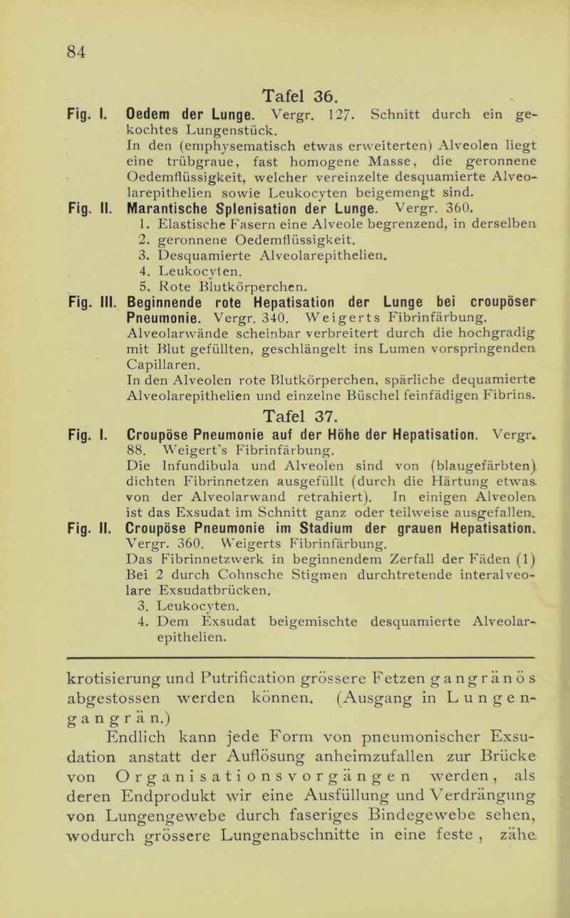 Tafel 36. Fig. I. Oedem der Lunge. Vergr. 127. Schnitt durch ein ge- kochtes Lungenstück. In den (emphysematisch etwas erweiterten) Alveolen liegt eine trübgraue, fast homogene Masse, die geronnene Oedemflüssigkeit, welcher vereinzelte desquamierte Alveo- larepithelien sowie Leukocyten beigemengt sind. Fig. II. Marantische Splenisation der Lunge. Vergr. 360. 1. Elastische Fasern eine Alveole begrenzend, in derselben 2. geronnene Oedemflüssigkeit. 3. Desquamierte Alveolarepithelien. 4. Leukocyten. 5. Rote Blutkörperchen. Fig. III. Beginnende rote Hepatisation der Lunge bei croupöser Pneumonie. Vergr. 340. Weigerts Fibrinfärbung. Alveolarwände scheinbar verbreitert durch die hochgradig mit Blut gefüllten, geschlängelt ins Lumen vorspringenden Capillaren. In den Alveolen rote Blutkörperchen, spärliche dequamierte Alveolarepithelien und einzelne Büschel feinfädigen Fibrins. Tafel 37. Fig. I. Croupöse Pneumonie auf der Höhe der Hepatisation. Vergr. 88. \^'eigert’s Fibrinfärbung. Die Infundibula und Alveolen sind von (blaugefärbten), dichten Fibrinnetzen ausgefüllt (durch die Härtung etwas von der Alveolarwand retrahiert). In einigen Alveolen ist das Exsudat im Schnitt ganz oder teilweise ausgefallen. Fig. II. Croupöse Pneumonie im Stadium der grauen Hepatisation. Vergr. 360. Weigerts Fibrinfärbung. Das Fibrinnetzwerk in beginnendem Zerfall der Fäden (1) Bei 2 durch Cohnsche Stigmen durchtretende interalveo- lare Exsudatbrücken. 3. Leukocyten. 4. Dem Exsudat beigemischte desquamierte Alveolar- epithelien. krotisierung und Putrification grössere F etzen gangränös abgestossen werden können. (Ausgang in L u n g en- gang r ä n.) Endlich kann jede Form von pneumonischer Exsu- dation anstatt der Auflösung anheimzufallen zur Brücke von Organisationsvorgängen werden, als deren Endprodukt wir eine Ausfüllung und Verdrängung von Lungengewebe durch faseriges Bindegewebe sehen, wodurch grössere Lungenabschnitte in eine feste , zähe