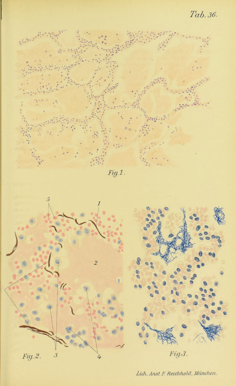 Tab. 36 Yni-l.