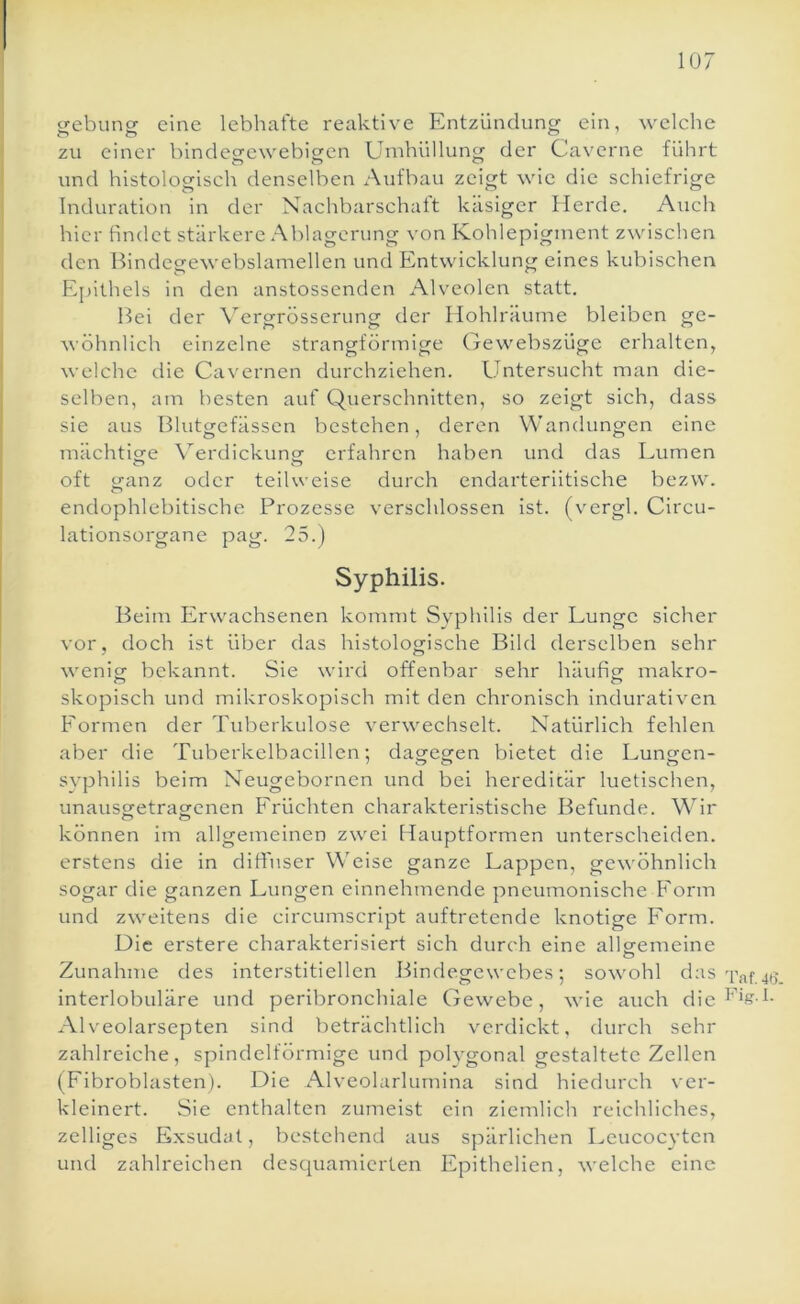 gebung eine lebhafte reaktive Entzündung ein, welche zu einer bindccrewebigen Umhüllung der Caverne führt und histologisch denselben Aufbau zeigt wie die schiefrige Induration in der Nachbarschaft käsiger Herde. Auch hier findet stärkere .■\blagerung von Kohlepigment zwischen den Bindegewebslamellen und Entwicklung eines kubischen Epithels in den anstossenden Alveolen statt. Bei der \^ergrösseriing der Hohlräume bleiben ge- wöhnlich einzelne strangförmige Gewebszüge erhalten, welche die Cavernen durchziehen. Untersucht man die- selben, am besten auf Querschnitten, so zeigt sich, dass sie aus Blutgefässen bestehen, deren Wandungen eine mächtige Verdickung erfahren haben und das Lumen oft iranz oder teilweise durch endarteriitische bezw. endophlebitische Prozesse verschlossen ist. (vergl. Circu- lationsorgane pag. 25.) Syphilis. Beim Erwachsenen kommt Syphilis der Lunge sicher vor, doch ist über das histologische Bild derselben sehr wenicr bekannt. Sie wird offenbar sehr häuficr makro- o o skopisch und mikroskopisch mit den chronisch indurativen Eormen der Tuberkulose verwechselt. Natürlich fehlen aber die Tuberkelbacillen; dagegen bietet die Lungen- syphilis beim Neugebornen und bei hereditär luetischen, unauscretragrenen Früchten charakteristische Befunde. Wir o o können im allgemeinen zwei Hauptformen unterscheiden, erstens die in diffuser Weise ganze Lappen, gewöhnlich sogar die ganzen Lungen einnehmende pneumonische Form und zweitens die circumscript auftretende knotige Form. Die erstere charakterisiert sich durch eine allg-emeine o Zunahme des interstitiellen Bindegewebes; sowohl das Taf.jtj. interlobuläre und peribronchiale Gewebe, wie auch die Alveolarsepten sind beträchtlich verdickt, durch sehr zahlreiche, spindelförmige und polygonal gestaltete Zellen (Fibroblasten). Die Alveolarlumina sind hiedurch ver- kleinert. Sie enthalten zumeist ein ziemlich reichliches, zelliges Exsudat, bestehend aus spärlichen Leucocyten und zahlreichen desquamierten Epithelien, welche eine