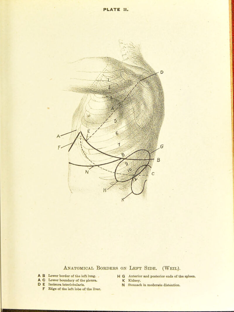 Anatomical Bordkhb on Left Side. (Weil). A B Lower border of the loft Inn^. . A C Lower boundary of the pleura. D E Incienra Interlobalaris. r Edge of the left lobe of the liver. H G Anterior and poaterior ends of the spleen. K Kidney. N Stomach In moderate distention.
