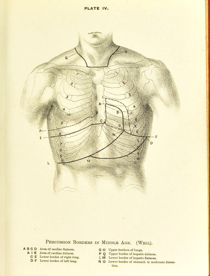 A B C D A I K C E d F Percussion Borders in Middle Age. (Weil). Area of cardiac flatness. Q H Area of cardiac dnlness. p Q Lower border of right lung. L M Lower border of left lung. N O Upper borders of lungs. Upper border of hepatic dulness. Lower border of hepatic flatness. Lower border of stomach in moderate disten* tion.