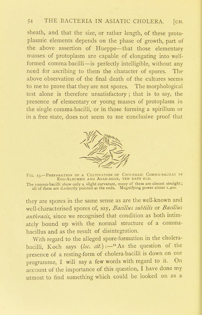 sheath, and that the size, or rather length, of these proto- plasmic elements depends on the phase of growth, part of the above assertion of Hueppe—that those elementary- masses of protoplasm are capable of elongating into well- formed comma-bacilli—is perfectly intelligible, without any need for ascribing to them the character of spores. The above observation of the final death of the cultures seems to me to prove that they are not spores. The morphological test alone is therefore unsatisfactory ; that is to say, the presence of elementary or young masses of protoplasm in the single comma-bacilli, or in those forming a spirillum or in a free state, does not seem to me conclusive proof that Fig. 13.—Preparation of a Cultivation of Choi f.raic Comma-bacilli i.v Egg-Albumen and Agar-agar, ten days old. The comma-bacilli show only a slight curvature, many of them are almost straight; all of them are d.slinctly pointed at the ends. Magnifying power about 1,400. they are spores in the same sense as are the well-known and well-characterised spores of, say, Bacillus subtilis or Bacillus ant/iracis, since we recognised that condition as both intim- ately bound up with the normal structure of a comma- bacillus and as the result of disintegration. With regard to the alleged spore-formation in the cholera- bacilli, Koch says {loc. cit) :— As the question of the presence of a resting-form of cholera-bacilli is down on our programme, I will say a few words with regard to it. On account of the importance of this question, I have done my utmost to find something which could be looked on as a