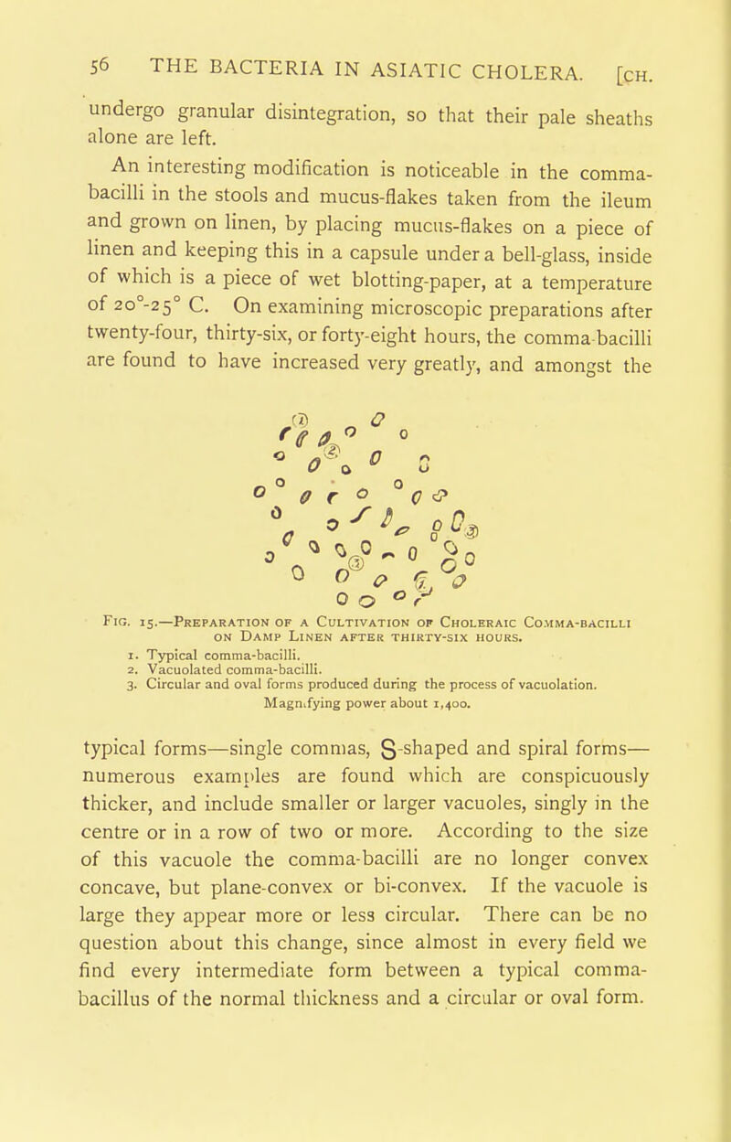 undergo granular disintegration, so that their pale sheaths alone are left. An interesting modification is noticeable in the comma- bacilli in the stools and mucus-flakes taken from the ileum and grown on linen, by placing mucus-flakes on a piece of linen and keeping this in a capsule under a bell-glass, inside of which is a piece of wet blotting-paper, at a temperature of 2o°-2 5° C. On examining microscopic preparations after twenty-four, thirty-six, or forty-eight hours, the comma-bacilli are found to have increased very greatly, and amongst the _ O o o 0 r ° Q ^ ^ c> ^.^ 0 o r Fig. 15.—Preparation of a Cultivation of Choleraic Co.mma-bacilli ON Damp Linen after thirty-six hours. 1. Typical comma-bacilli. 2. Vacuolated comma-bacilli. 3. Circular and oval forms produced during the process of vacuolation. Magnifying power about 1,400. typical forms—single commas, g-shaped and spiral forms— numerous examples are found which are conspicuously thicker, and include smaller or larger vacuoles, singly in the centre or in a row of two or more. According to the size of this vacuole the comma-bacilli are no longer convex concave, but plane-convex or bi-convex. If the vacuole is large they appear more or less circular. There can be no question about this change, since almost in every field we find every intermediate form between a typical comma- bacillus of the normal thickness and a circular or oval form.