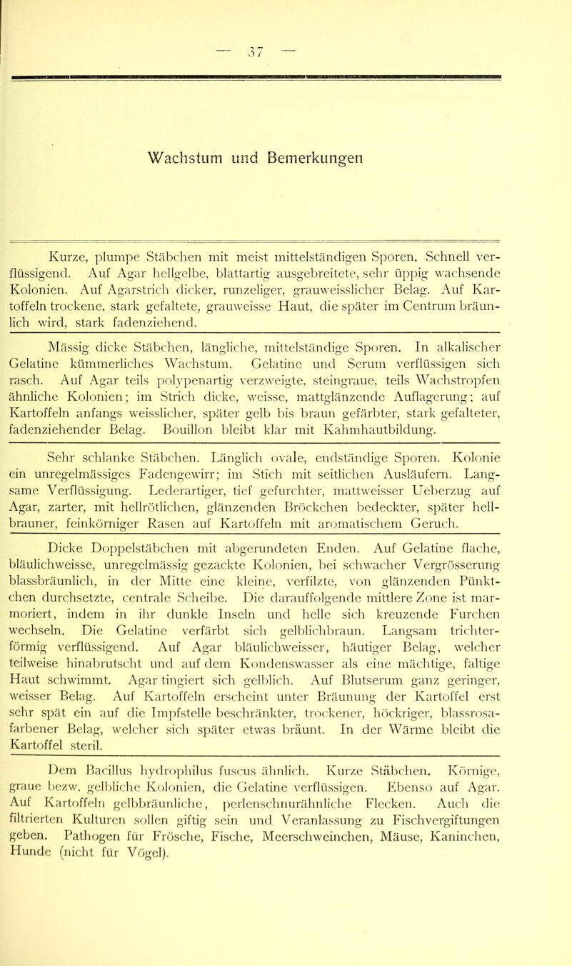 Kurze, plumpe Stäbchen mit meist mittelständigen Sporen. Schnell ver- flüssigend. Auf Agar hellgelbe, blattartig ausgebreitete, sehr üppig wachsende Kolonien. Auf Agarstrich dicker, runzeliger, grauweisslicher Belag. Auf Kar- toffeln trockene, stark gefaltete, grauweisse Haut, die später im Centrum bräun- lich wird, stark fadenziehend. Mässig dicke Stäbchen, längliche, mittelständige Sporen. In alkalischer Gelatine kümmerliches Wachstum. Gelatine und Serum verflüssigen sich rasch. Auf Agar teils polypenartig verzweigte, steingraue, teils Wachstropfen ähnliche Kolonien; im Strich dicke, weisse, mattglänzende Auflagerung; auf Kartoffeln anfangs weisslicher, später gelb bis braun gefärbter, stark gefalteter, fadenziehender Belag. Bouillon bleibt klar mit Kahmhautbildung. Sehr schlanke Stäbchen. Länglicli ovale, endständige Sporen. Kolonie ein unregelmässiges Fadengewirr; im Stich mit seitlichen Ausläufern. Lang- same Verflüssigung. Lederartiger, tief gefurchter, mattweisser Ueberzug auf Agar, zarter, mit liellrötlichen, glänzenden Bröckchen bedeckter, später hell- brauner, feinkörniger Rasen auf Kartoffeln mit aromatischem Geruch. Dicke Doppelstäbchen mit abgerundeten Enden. Auf Gelatine flache, bläulich weisse, unregelmässig gezackte Kolonien, bei schwacher Vergrösserung blassbräunlich, in der Mitte eine kleine, verfilzte, von glänzenden Pünkt- chen durchsetzte, centrale Scheibe. Die darauffolgende mittlere Zone ist mar- moriert, indem in ihr dunkle Inseln und helle sich kreuzende Furchen wechseln. Die Gelatine verfärbt sich gelblichbraun. Langsam trichter- förmig verflüssigend. Auf Agar bläulichweisser, häutiger Belag, welcher teilweise hinabrutscht und auf dem Kondenswasser als eine mächtige, faltige Haut schwimmt. Agar tingiert sich gelblich. Auf Blutserum ganz geringer, weisser Belag. Auf Kartoffeln erscheint unter Bräunung der Kartoffel erst sehr spät ein auf die Impfstelle beschränkter, trockener, höckriger, blassrosa- farbener Belag, welcher sich später etwas bräunt. In der Wärme bleibt die Kartoffel steril. Dem Bacillus hydrophilus fuscus ähnlich. Kurze Stäbchen. Kcirnige, graue bezw. gelbliche Kolonien, die Gelatine verflüssigen. Ebenso auf Agar. Auf Kartoffeln gelbbräunliche, perlenschnurähnliche Flecken. Auch die filtrierten Kulturen sollen giftig sein und Veranlassung zu Fischvergiftungen geben. Pathogen für Frösche, Fische, Meerschweinchen, Mäuse, Kaninchen, Hunde (nicht für V(>gel).
