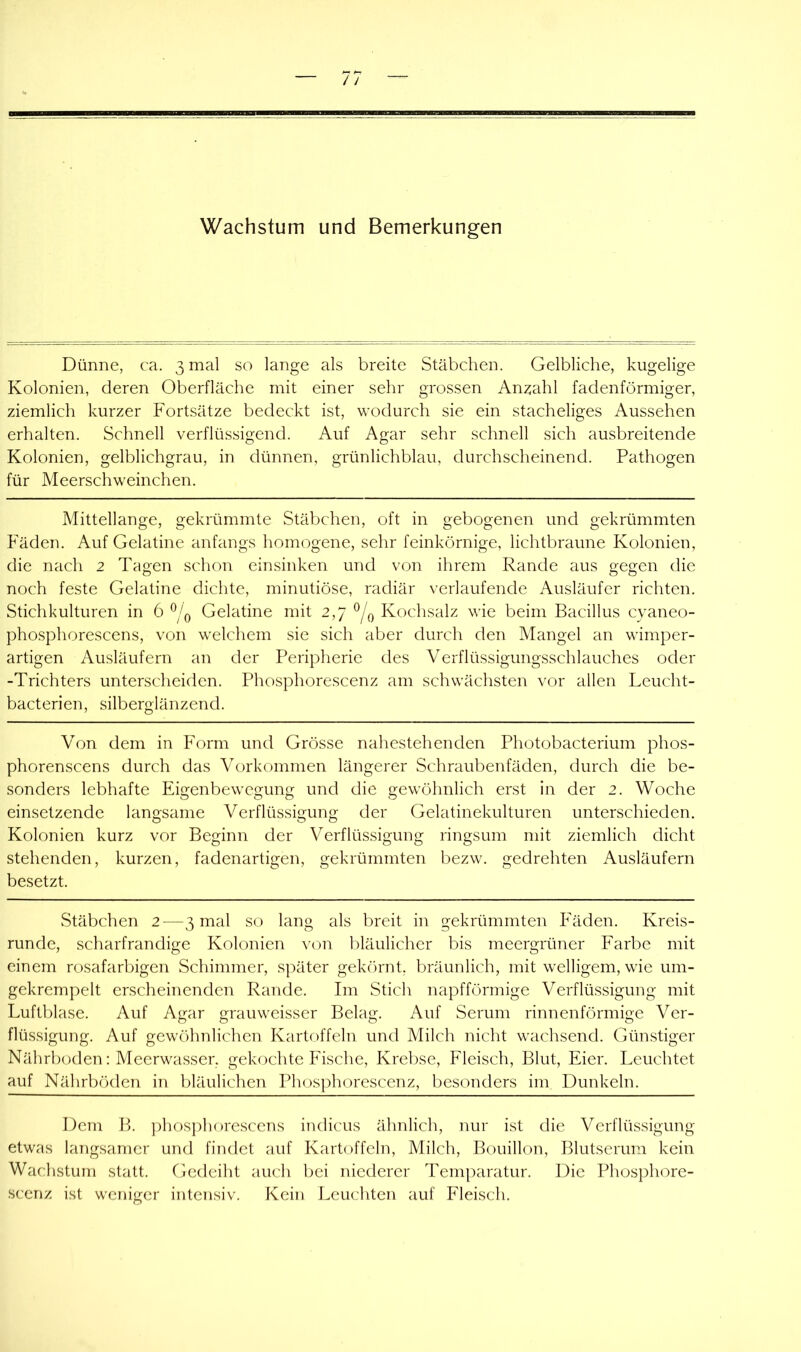 Wachstum und Bemerkungen Dünne, ca. 3 mal so lange als breite Stäbchen. Gelbliche, kugelige Kolonien, deren Oberfläche mit einer sehr grossen Anzahl fadenförmiger, ziemlich kurzer Fortsätze bedeckt ist, wodurch sie ein stacheliges Aussehen erhalten. Schnell verflüssigend. Auf Agar sehr schnell sich ausbreitende Kolonien, gelblichgrau, in dünnen, grünlichblau, durchscheinend. Pathogen für Meerschweinchen. Mittellange, gekrümmte Stäbchen, oft in gebogenen und gekrümmten Fäden. Auf Gelatine anfangs homogene, sehr feinkörnige, lichtbraune Kolonien, die nach 2 Tagen schon einsinken und von ihrem Rande aus gegen die noch feste Gelatine dichte, minutiöse, radiär verlaufende Ausläufer richten. Stichkulturen in 6 Gelatine mit 2,7 Kochsalz wie beim Bacillus cyaneo- phosphorescens, von welcliem sie sich aber durch den Mangel an wimper- artigen Ausläufern an der Peripherie des Verflüssigungsschlauches oder -Trichters unterscheiden. Phosphorescenz am schwächsten vor allen Leucht- bacterien, silberglänzend. Von dem in Form und Grösse nahestehenden Photobacterium phos- phorenscens durch das Vorkommen längerer Schraubenfäden, durch die be- sonders lebhafte Ehgenbewegung und die gewöhnlich erst in der 2. Woche einsetzende langsame Verflüssigung der Gelatinekulturen unterschieden. Kolonien kurz vor Beginn der Verflüssigung ringsum mit ziemlich dicht stehenden, kurzen, fadenartigen, gekrümmten bezw. gedrehten Ausläufern besetzt. Stäbchen 2—3 mal so lang als breit in gekrümmten Fäden. Kreis- runde, scharfrandige Kolonien von bläulicher bis meergrüner Farbe mit einem rosafarbigen Schimmer, später gekeimt, bräunlich, mit welligem, wie um- gekrempelt erscheinenden Rande. Im Stich napfförmige Verflüssigung mit Luftblase. Auf Agar grauweisser Belag. Auf Serum rinnenförmige Ver- flüssigung. Auf gewöhnlichen Kartoffeln und Milch nicht wachsend. Günstiger Nährboden: Meerwasser, gekochte Fische, Krebse, Fleisch, Blut, Eier. Leuchtet auf Nährböden in bläulichen Phosphorescenz, besonders im Dunkeln. Dem B. ]:>hosphorescens indicus ähnlich, nur ist die Verflüssigung etwas langsamer und findet auf Kartoffeln, Milch, Bouillon, Blutserum kein Wachstum statt. Gedeiht auch bei niederer Temparatur. Die Phosphore- scenz ist weniger intensiv. Kein Leuchten auf Fleisch.