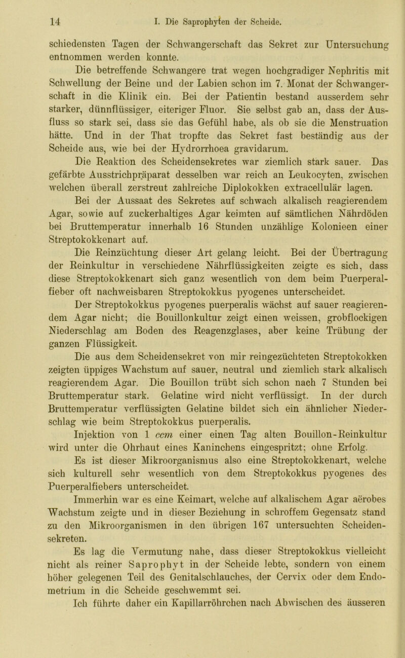 schiedensten Tagen der Schwangerschaft das Sekret zur Untersuchung entnommen werden konnte. Die betreffende Schwangere trat wegen hochgradiger Nephritis mit Schwellung der Beine und der Labien schon im 7. Monat der Schwanger- schaft in die Klinik ein. Bei der Patientin bestand ausserdem sehr starker, dünnflüssiger, eiteriger Fluor. Sie selbst gab an, dass der Aus- fluss so stark sei, dass sie das Gefühl habe, als ob sie die Menstruation hätte. Und in der That tropfte das Sekret fast beständig aus der Scheide aus, wie bei der Hydrorrhoea gravidarum. Die Reaktion des Scheidensekretes war ziemlich stark sauer. Das gefärbte Ausstrichpräparat desselben war reich an Leukocyten, zwischen welchen überall zerstreut zahlreiche Diplokokken extracellulär lagen. Bei der Aussaat des Sekretes auf schwach alkalisch reagierendem Agar, sowie auf zuckerhaltiges Agar keimten auf sämtlichen Nährdöden bei Bruttemperatur innerhalb 16 Stunden unzählige Kolonieen einer Streptokokkenart auf. Die Reinzüchtung dieser Art gelang leicht. Bei der Übertragung der Reinkultur in verschiedene Nährflüssigkeiten zeigte es sich, dass diese Streptokokkenart sich ganz wesentlich von dem beim Puerperal- fieber oft nachweisbaren Streptokokkus pyogenes unterscheidet. Der Streptokokkus pyogenes puerperalis wächst auf sauer reagieren- dem Agar nicht; die Bouillonkultur zeigt einen weissen, grobflockigen Niederschlag am Boden des Reagenzglases, aber keine Trübung der ganzen Flüssigkeit. Die aus dem Scheidensekret von mir reingezüchteten Streptokokken zeigten üppiges Wachstum auf sauer, neutral und ziemlich stark alkalisch reagierendem Agar. Die Bouillon trübt sich schon nach 7 Stunden bei Bruttemperatur stark. Gelatine wird nicht verflüssigt. In der durch Bruttemperatur verflüssigten Gelatine bildet sich ein ähnlicher Nieder- schlag wie beim Streptokokkus puerperalis. Injektion von 1 ccm einer einen Tag alten Bouillon-Reinkultur wird unter die Ohrhaut eines Kaninchens eingespritzt; ohne Erfolg. Es ist dieser Mikroorganismus also eine Streptokokkenart, welche sich kulturell sehr wesentlich von dem Streptokokkus pyogenes des Puerperalfiebers unterscheidet. Immerhin war es eine Keimart, welche auf alkalischem Agar aerobes Wachstum zeigte und in dieser Beziehung in schroffem Gegensatz stand zu den Mikroorganismen in den übrigen 167 untersuchten Scheiden- sekreten. Es lag die Vermutung nahe, dass dieser Streptokokkus vielleicht nicht als reiner Saprophyt in der Scheide lebte, sondern von einem höher gelegenen Teil des Genitalschlauches, der Cervix oder dem Endo- metrium in die Scheide geschwemmt sei. Ich führte daher ein Kapillarröhrchen nach Abwischen des äusseren