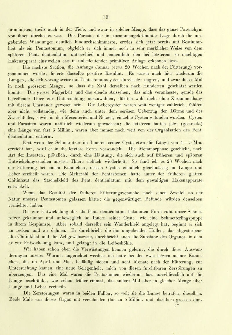 prominirten, theils auch in der Tiefe, und zwar in solcher Menge, dass das ganze Parenchym von ihnen durchsetzt war. Der Parasit, der in zusammengekrümmter Lage durch die um- gebenden Wandungen deutlich hindurchschimmerte, erwies sich jetzt bereits mit Bestimmt- heit als ein Pentastomum, obgleich er sich immer noch in sehr merklicher Weise von dem späteren Pent. denticulatum unterschied und namentlich den bei letzterem so mächtigen Hakenapparat einstweilen erst in unbedeutender primitiver Anlage erkennen liess. Die nächste Section, die Anfangs Januar (etwa 20 Wochen nach der Fütterung) vor- genommen wurde, lieferte dasselbe positive Resultat. Es waren auch hier wiederum die Lungen, die sich vorzugsweise mit Pentastomumcysten durchsetzt zeigten, und zwar dieses Mal in noch grösserer Menge, so dass die Zahl derselben nach Hunderten geschätzt werden konnte. Die grosse Magerkeit und das elende Aussehen, das mich veranlasste, gerade das betreffende Thier zur Untersuchung auszuwählen, dürften wohl nicht ohne Zusammenhang mit diesem Umstände gewesen sein. Die Lebercysten waren weit weniger zahlreich, fehlten aber nicht vollständig, wie denn auch unter dem serösen Ueberzug der Därme und des Zwerchfelles, sowie in den Mesenterien und Netzen, einzelne Cysten gefunden wurden. Cysten und Parasiten waren natürlich wiederum gewachsen; die letzteren hatten jetzt (gestreckt) eine Länge von fast 3 Millim., waren aber immer noch weit von der Organisation des Pent. denticulatum entfernt. Erst wenn der Schmarotzer im Inneren seiner Cyste etwa die Länge von 4 — 5 Mm. erreicht hat, wird er in die letztere Form verwandelt. Die Metamorphose geschieht, nach Art der Insecten, plötzlich, durch eine Häutung, die sich auch auf früheren und späteren Entwickelungsstadien unserer Thiere vielfach Aviederholt. So fand ich es 23 Wochen nach der Fütterung bei einem Kaninchen, dessen Cysten ziemlich gleichmässig in Lunge und Leber vertheilt waren. Die Mehrzahl der Pentastomen hatte unter der früheren glatten Chitinhaut das Stachelkleid des Pent. denticulatum mit dem gewaltigen Hakenapparate entwickelt. Wenn das Resultat der früheren Fütterun^sversuche noch einen Zweifel an der Natur unserer Pentastomen gelassen hätte; die gegenwärtigen Befunde würden denselben vernichtet haben. Bis zur Entwicklung der als Pent. denticulatum bekannten Form ruht unser Schma- rotzer gekrümmt und unbeweglich im Innern seiner Cyste, wie eine Schmetterlingspuppe in ihrem Gespinnste. Aber sobald derselbe sein Wanderkleid angelegt hat, beginnt er sich zu recken und zu dehnen. Er durchbricht die ihn umgebenden Hüllen, das abgestorbene alte Chitinkleid und die Zellgewebscyste, durchbricht auch die Substanz des Organes, in dem er zur Entwickelung kam, und gelangt in die Leibeshöhle. Wir haben schon oben die Verwüstungen kennen gelernt, die durch diese Auswan- derungen unserer Würmer angerichtet werden; ich hatte bei den zwei letzten meiner Kanin- chen, die im April und Mai, beiläufig sieben und acht Monate nach der Fütterung, zur Untersuchung kamen, eine neue Gelegenheit, mich von diesen furchtbaren Zerstörungen zu überzeugen. Das eine Mal waren die Pentastomen wiederum fast ausschliesslich auf die Lunge beschränkt, wie schon früher einmal, das andere Mal aber in gleicher Menge über Lunge und Leber vertheilt. Die Zerstörungen waren in beiden Fällen, so weit sie die Lunge betrafen, dieselben. Beide Male war dieses Organ mit verschieden (bis zu 5 Millim. und darüber) grossen dun- 3*