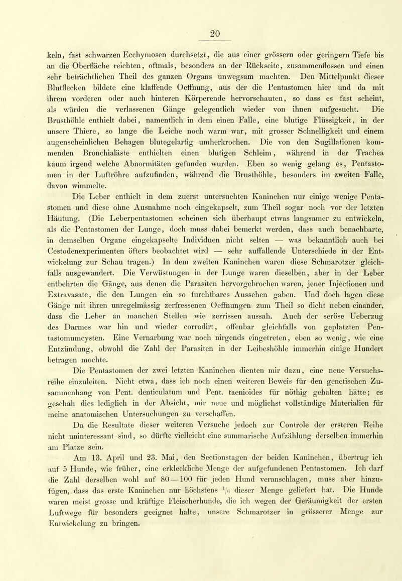 kein, fast schwarzen Ecchymosen durchsetzt, die aus einer grössern oder geringem Tiefe bis an die Oberfläche reichten, oftmals, besonders an der Rückseite, zusammenflössen und einen sehr beträchtlichen Theil des ganzen Organs unwegsam machten. Den Mittelpunkt dieser Blutflecken bildete eine klaffende Oeffnung, aus der die Pentastomen hier und da mit ihrem vorderen oder auch hinteren Körperende hervorschauten, so dass es fast scheint, als würden die verlassenen Gänge gelegentlich wieder von ihnen aufgesucht. Die Brusthöhle enthielt dabei, namentlich in dem einen Falle, eine blutige Flüssigkeit, in der unsere Thiere, so lange die Leiche noch warm war, mit grosser Schnelligkeit und einem augenscheinlichen Behagen blutegelartig umherkrochen. Die von den Sugillationen kom- menden Bronchialäste enthielten einen blutigen Schleim, während in der Trachea kaum irgend welche Abnormitäten gefunden wurden. Eben so wenig gelang es, Pentasto- men in der Luftröhre aufzufinden, während die Brusthöhle, besonders im zweiten Falle, davon wimmelte. Die Leber enthielt in dem zuerst untersuchten Kaninchen nur einige wenige Penta- stomen und diese ohne Ausnahme noch eingekapselt, zum Theil sogar noch vor der letzten Häutung. (Die Leberpentastomen scheinen sich überhaupt etwas langsamer zu entwickeln, als die Pentastomen der Lunge, doch muss dabei bemerkt werden, dass auch benachbarte, in demselben Organe eingekapselte Individuen nicht selten — was bekanntlich auch bei Cestodenexperimenten öfters beobachtet wird — sehr auffallende Unterschiede in der Ent- wicklung zur Schau tragen.) In dem zweiten Kaninchen waren diese Schmarotzer gleich- falls ausgewandert. Die Verwüstungen in der Lunge waren dieselben, aber in der Leber entbehrten die Gänge, aus denen die Parasiten hervorgebrochen waren, jener Injectionen und Extravasate, die den Lungen ein so furchtbares Aussehen gaben. Und doch lagen diese Gänge mit ihren unregelmässig zerfressenen Oeffnungen zum Theil so dicht neben einander, dass die Leber an manchen Stellen wie zerrissen aussah. Auch der seröse Ueberzug des Darmes war hin und wieder corrodirt, offenbar gleichfalls von geplatzten Pen- tastomumcysten. Eine Vernarbung war noch nirgends eingetreten, eben so wenig, wie eine Entzündung, obwohl die Zahl der Parasiten in der Leibeshöhle immerhin einige Hundert betragen mochte. Die Pentastomen der zwei letzten Kaninchen dienten mir dazu, eine neue Versuchs- reihe einzuleiten. Nicht etwa, dass ich noch einen weiteren Beweis für den genetischen Zu- sammenhang von Pent. denticulatum und Pent. taenioides für nöthig gehalten hätte; es geschah dies lediglich in der Absicht, mir neue und möglichst vollständige Materialien für meine anatomischen Untersuchungen zu verschaffen. Da die Resultate dieser weiteren Versuche jedoch zur Controle der ersteren Reihe nicht uninteressant sind, so dürfte vielleicht eine summarische Aufzählung derselben immerhin am Platze sein. Am 13. April und 23. Mai, den Sectionstagen der beiden Kaninchen, übertrug ich auf 5 Hunde, wie früher, eine erkleckliche Menge der aufgefundenen Pentastomen. Ich darf die Zahl derselben wohl auf 80 —100 für jeden Hund veranschlagen, muss aber hinzu- fügen, dass das erste Kaninchen nur höchstens Y'e dieser Menge geliefert hat. Die Hunde waren meist grosse und kräftige Fleischerhunde, die ich wegen der Geräumigkeit der ersten Luftwege für besonders geeignet halte, unsere Schmarotzer in grösserer Menge zur Entwickelung zu bringen.