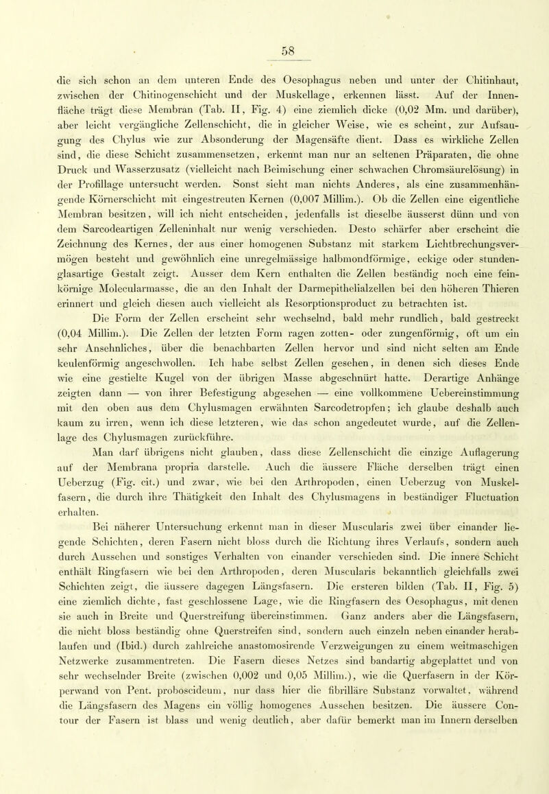 die sich schon an dem unteren Ende des Oesophagus neben und unter der Chitinhaut, zwischen der Chitinogenschicht und der Muskellage, erkennen lässt. Auf der Innen- fläche trägt diese Membran (Tab. II, Fig. 4) eine ziemlich dicke (0,02 Mm. und darüber), aber leicht vergängliche Zellenschicht, die in gleicher Weise, wie es scheint, zur Aufsau- gung des Chylus wie zur Absonderung der Magensäfte dient. Dass es wirkliche Zellen sind, die diese Schicht zusammensetzen, erkennt man nur an seltenen Präparaten, die ohne Druck und Wasserzusatz (vielleicht nach Beimischung einer schwachen Chromsäurelösung) in der Profillage untersucht werden. Sonst sieht man nichts Anderes, als eine zusammenhän- gende Körnerschicht mit eingestreuten Kernen (0,007 Millim.). Ob die Zellen eine eigentliche Membran besitzen, will ich nicht entscheiden, jedenfalls ist dieselbe äusserst dünn und von dem Sarcodeartigen Zelleninhalt nur wenig verschieden. Desto schärfer aber erscheint die Zeichnung des Kernes, der aus einer homogenen Substanz mit starkem Lichtbrechungsver- mögen besteht und gewöhnlich eine unregelmässige halbmondförmige, eckige oder stunden- glasartige Gestalt zeigt. Ausser dem Kern enthalten die Zellen beständig noch eine fein- körnige Molecularmasse, die an den Inhalt der Darmepithelialzellen bei den höheren Thieren erinnert und gleich diesen auch vielleicht als Resorptionsproduct zu betrachten ist. Die Form der Zellen erscheint sehr wechselnd, bald mehr rundlich, bald gestreckt (0,04 Millim.). Die Zellen der letzten Form ragen zotten- oder zungenförmig, oft um ein sehr Ansehnliches, über die benachbarten Zellen hervor und sind nicht selten am Ende keulenförmig angeschwollen. Ich habe selbst Zellen gesehen, in denen sich dieses Ende wie eine gestielte Kugel von der übrigen Masse abgeschnürt hatte. Derartige Anhänge zeigten dann — von ihrer Befestigung abgesehen — eine vollkommene Uebereinstimmung mit den oben aus dem Chylusmagen erwähnten Sarcodetropfen; ich glaube deshalb auch kaum zu irren, wenn ich diese letzteren, wie das schon angedeutet wurde, auf die Zellen- lage des Chylusmagen zurückführe. Man darf übrigens nicht glauben, dass diese Zellenschicht die einzige Auflagerung auf der Membrana propria darstelle. Auch die äussere Fläche derselben trägt einen Ueberzug (Fig. cit.) und zwar, wie bei den Arthropoden, einen Ueberzug von Muskel- fasern, die durch ihre Thätigkeit den Inhalt des Chylusmagens in beständiger Fluctuation erhalten. Bei näherer Untersuchung erkennt man in dieser Muscularis zwei über einander lie- gende Schichten, deren Fasern nicht bloss durch die Richtung ihres Verlaufs, sondern auch durch Aussehen und sonstiges Verhalten von einander verschieden sind. Die innere Schicht enthält Ringfasern wie bei den Arthropoden, deren Muscularis bekanntlich gleichfalls zwei Schichten zeigt, die äussere dagegen Längsfasern. Die ersteren bilden (Tab. II, Fig. 5) eine ziemlich dichte, fast geschlossene Lage, wie die Ringfasern des Oesophagus, mit denen sie auch in Breite und Querstreifung übereinstimmen. Ganz anders aber die Längsfasern, die nicht bloss beständig ohne Querstreifen sind, sondern auch einzeln nebeneinanderherab- laufen und (Ibid.) durch zahlreiche anastomosirende Verzweigungen zu einem weitmaschigen Netzwerke zusammentreten. Die Fasern dieses Netzes sind bandartig abgeplattet und von sehr wechselnder Breite (zwischen 0,002 und 0,05 Millim.), wie die Querfasern in der Kör- perwand von Pent. proboscideum, nur dass hier die fibrilläre Substanz vorwaltet, während die Längsfasern des Magens ein völlig homogenes Aussehen besitzen. Die äussere Con- tour der Fasern ist blass und wenig deutlich, aber dafür bemerkt man im Innern derselben