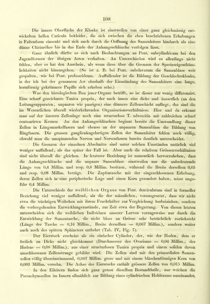 Die innere Oberfläche der Kloake ist einstweilen von einer ganz gleichmässig ent- wickelten hellen Cuticula bekleidet, die sich zwischen die eben beschriebenen Erhebungen in Faltenform einsenkt und sich auch durch die Oeffnung^ des Samenleiters hindurch als eine dünne Chitinröhre bis in das Ende der Anhangsschläuche verfolgen lässt. Ganz ähnlich dürfte es sich nach Beobachtungen an Pent. subcylindricum bei den Jugendformen der übrigen Arten verhalten. An Unterschieden wird es allerdings nicht fehlen, aber es hat den Anschein, als wenn diese über die Grenzen der Specieseigenthüm- lichkeiten nicht hinausgehen. (So ist z. B. bei Pent. subclavatum die Samenblase weit gespalten, wie bei Pent. proboscideum. Auffallender ist die Bildung der Geschlechtskloake, in der ich bei der genannten Art oberhalb der Einmündung des Samenleiters eine lange, hornförmig gekrümmte Papille sich erheben sehe.) Was den histologischen Bau jener Organe betrifft, so ist dieser nur wenig differenzirt. Eine scharf gezeichnete Tunica propria, der nach innen eine dicke und äusserlich (an den Leitungsapparaten, unpaaren wie paarigen) eine dünnere Zellenschicht aufliegt, das sind die im Wesentlichen überall wiederkehrenden Organisationsverhältnisse. Hier und da erkennt man auf der äussern Zellenlage noch eine structurlose T. adventitia mit zahlreichen scharf contourirten Kernen. An den Anhangschläuchen beginnt bereits die Umwandlung dieser Zellen in Längsmuskelfasern und ebenso an der unpaaren Samenblase die Bildung von Ringfasern. Die grossen ganglienkugelartigen Zellen der Samenleiter fehlen noch völlig, obwohl man die umspinnenden Nerven und Nervenfasern bereits deutlich unterscheidet. Die Grenzen der einzelnen Abschnitte sind unter solchen Umständen natürlich viel weniger auffallend, als das später der Fall ist. Aber auch die relativen Grössenverhältnisse sind nicht überall die gleichen. In letzterer Beziehung ist namentlich hervorzuheben, class die Anhangsschläuche und die unpaare Samenblase einstweilen nur die unbedeutende Länge von 0,4 Millim. und resp. 0,6 Millim. besitzen, während die Breite derselben 0,05 und resp. 0,08 Millim. beträgt. Die Zapfentasche mit der eingeschlossenen Erhebung, deren Zellen sich in'eine peripherische Lage und einen Kern gesondert haben, misst unge- fähr 0,4 Millim. Die Unterschiede der weiblichen Organe von Pent. denticulatum sind in formeller Beziehung viel weniger auffallend, als die der männlichen, vorausgesetzt, dass wir nicht etwa die trächtigen Weibchen mit ihrem Fruchthälter zur Vergleichung herbeiziehen, sondern die vorhergehenden Entwicklungszustände, zur Zeit etwa der Begattung. Von diesen letzten unterscheiden sich die weiblichen Individuen unserer Larven vorzugsweise nur durch die Entwicklung der Samentasche, die nicht bloss an Grösse sehr beträchtlich zurücksteht (Länge der Tasche = 0,16 Millim., Breite derselben = 0,067 Millim.), sondern weiter auch noch des spätem Sphincters entbehrt (Tab. IV, Fig. 7). Der Eierstock erscheint als ein einfacher Cylincler, der, wie der Hoden, dem er freilich an Dicke nicht gleichkommt (Durchmesser des Ovariums = 0,04 Millim., des Hodens = 0,08 Millim.), aus einer structurlosen Tunica propria und einem soliden davon umschlossenen Zellenstrange gebildet wird. Die Zellen sind mit den primordialen Samen- zellen völlig übereinstimmend, 0,007 Millim. gross und mit einem bläschenförmigen Kern von 0,003 Millim. versehn. Die Achse des Eierstocks enthält grössere Zellen von 0,015 Millim. In den Eileitern finden sich ganz genau dieselben Bestandtheile, nur weichen die Parenchymzellen im Innern allmählich zur Bildung eines cylindrischen Hohlraums auseinander,