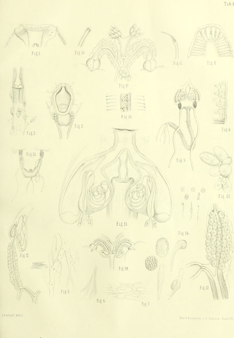 Tab.l Leuckart delin Steindrucksrei v. H.Sehend, Halle VS.