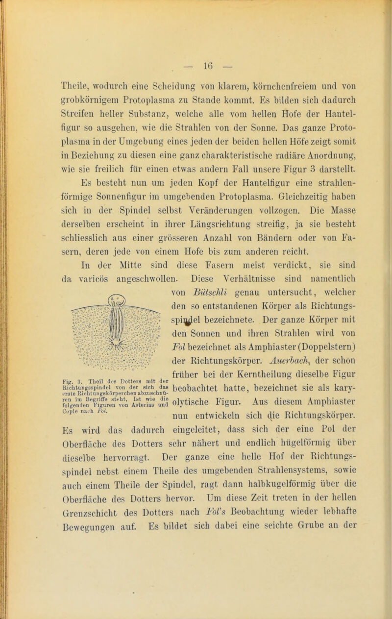Theile, wodurch eine Scheidung von klarem, körnchenfreiem und von grobkörnigem Protoplasma zu Stande kommt. Es bilden sich dadurch Streifen heller Substanz, welche alle vom hellen Hofe der Hantel- figur so ausgehen, wie die Strahlen von der Sonne. Das ganze Proto- plasma in der Umgebung eines jeden der beiden hellen Höfe zeigt somit in Beziehung zu diesen eine ganz charakteristische radiäre Anordnung, wie sie freilich für einen etwas andern Fall unsere Figur 3 darstellt. Es besteht nun um jeden Kopf der Hantelfigur eine strahlen- förmige Sonnenfigur im umgebenden Protoplasma. Gleichzeitig haben sich in der Spindel selbst Veränderungen vollzogen. Die Masse derselben erscheint in ihrer Längsrichtung streifig, ja sie besteht schliesslich aus einer grösseren Anzahl von Bändern oder von Fa- sern, deren jede von einem Hofe bis zum anderen reicht. In der Mitte sind diese Fasern meist verdickt, sie sind da varicös angeschwollen. Diese Verhältnisse sind namentlich . . von Bütschli genau untersucht, welcher ^—.—-xv,r —r--^ den so entstandenen Körper als Richtungs- 'liju spindel bezeichnete. Der ganze Körper mit jjy den Sonnen und ihren Strahlen wird von .vff, ^bezeichnet alsAmphiaster(Doppelstern) il ' der Richtungskörper. Auerbach, der schon früher bei der Kerntheilung dieselbe Figur Fig. 3. Theil des Dotters mit der Richtungsspindel von der sieb, das beobachtet hatte, bezeichnet sie als kary- erste Kichlungskörperchen abzuschnu- ^e^Crent; Ä,5s und olytische Figur. Aus diesem Amphiaster copie na.h Fol. entwickeln sich die Richtungskörper. Es wird das dadurch eingeleitet, dass sich der eine Pol der Oberfläche des Dotters sehr nähert und endlich hügelförmig über dieselbe hervorragt. Der ganze eine helle Hof der Richtungs- spindel nebst einem Theile des umgebenden Strahlensystems, sowie auch einem Theile der Spindel, ragt dann halbkugelförmig über die Oberfläche des Dotters hervor. Um diese Zeit treten in der hellen Grenzschicht des Dotters nach FoVs Beobachtung wieder lebhafte Bewegungen auf. Es bildet sich dabei eine seichte Grube an der