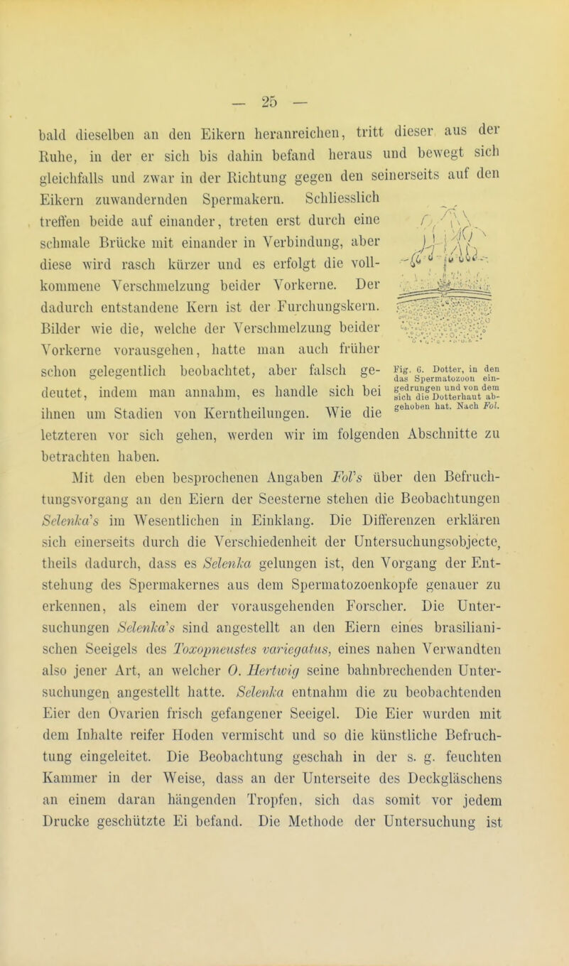 bald dieselben an den Eikern heranreichen, tritt dieser aus der Ruhe, in der er sich bis dahin befand heraus und bewegt sich gleichfalls und zwar in der Richtung gegen den seinerseits auf den Eikern zuwandernden Spermakern. Schliesslich treffen beide auf einander, treten erst durch eine f schmale Brücke mit einander in Verbindung, aber J^l j ^V. diese wird rasch kürzer und es erfolgt die voll- kommene Verschmelzung beider Vorkerne. Der dadurch entstandene Kern ist der Furchungskern. Bilder wie die, welche der Verschmelzung beider Vorkerne vorausgehen, hatte man auch früher schon gelegentlich beobachtet, aber falsch ge- w*.«. Dotter, in den ~ ° ' das Spermatozoon ein- deutet, indem man annahm, es handle sich bei SSSkSSÄSSCa^S .. , i • TT- .1 .1 -iTT- t gehoben hat. Nach Fol. ihnen um Stadien von Kerntheilungen. Wie die letzteren vor sich gehen, werden wir im folgenden Abschnitte zu betrachten haben. Mit den eben besprochenen Angaben FoVs über den Befruch- tungsvorgang an den Eiern der Seesterne stehen die Beobachtungen Sel&nTca-s im Wesentlichen in Einklang. Die Differenzen erklären sich einerseits durch die Verschiedenheit der Untersuchungsobjecte, theils dadurch, dass es Selmka gelungen ist, den Vorgang der Ent- stehung des Spermakernes aus dem Spermatozoenkopfe genauer zu erkennen, als einem der vorausgehenden Forscher. Die Unter- suchungen Selenka's sind angestellt an den Eiern eines brasiliani- schen Seeigels des Toxopneustes variegatus, eines nahen Verwandten also jener Art, an welcher 0. Hertwig seine bahnbrechenden Unter- suchungen angestellt hatte. Selenka entnahm die zu beobachtenden Eier den Ovarien frisch gefangener Seeigel. Die Eier wurden mit dem Inhalte reifer Hoden vermischt und so die künstliche Befruch- tung eingeleitet. Die Beobachtung geschah in der s. g. feuchten Kammer in der Weise, dass an der Unterseite des Deckgläschens an einem daran hängenden Tropfen, sich das somit vor jedem Drucke geschützte Ei befand. Die Methode der Untersuchung ist