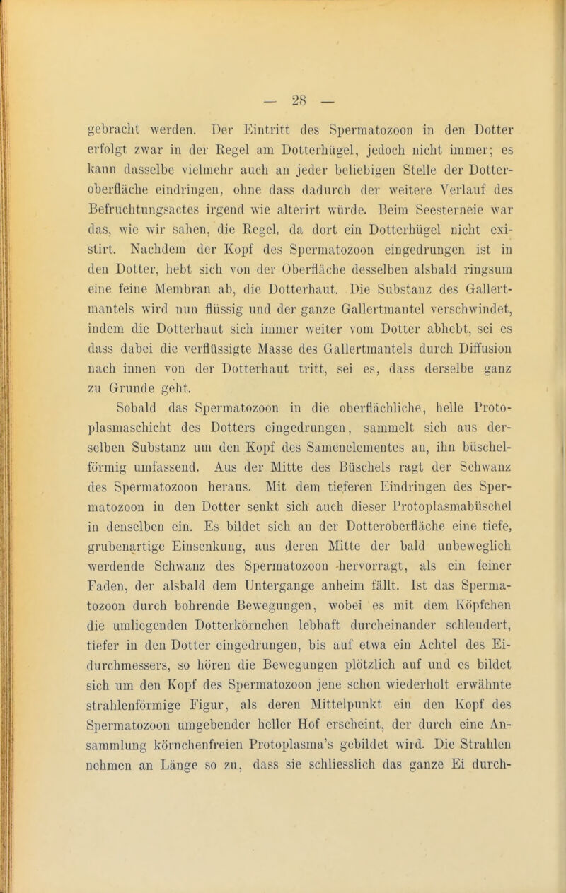 gebracht werden. Der Eintritt des Spermatozoon in den Dotter erfolgt zwar in der Regel am Dotterhügel, jedoch nicht immer; es kann dasselbe vielmehr auch an jeder beliebigen Stelle der Dotter- oberfläche eindringen, ohne dass dadurch der weitere Verlauf des Befruchtungsactes irgend wie alterirt würde. Beim Seesterneie war das, wie wir sahen, die Regel, da dort ein Dotterhügel nicht exi- stirt. Nachdem der Kopf des Spermatozoon eingedrungen ist in den Dotter, hebt sich von der Oberfläche desselben alsbald ringsum eine feine Membran ab, die Dotterhaut. Die Substanz des Gallert- mantels wird nun flüssig und der ganze Gallertmantel verschwindet, indem die Dotterhaut sich immer weiter vom Dotter abhebt, sei es dass dabei die verflüssigte Masse des Gallertmantels durch Diffusion nach innen von der Dotterhaut tritt, sei es, dass derselbe ganz zu Grunde geht. Sobald das Spermatozoon in die oberflächliche, helle Proto- plasmaschicht des Dotters eingedrungen, sammelt sich aus der- selben Substanz um den Kopf des Samenelementes an, ihn büschel- förmig umfassend. Aus der Mitte des Büschels ragt der Schwanz des Spermatozoon heraus. Mit dem tieferen Eindringen des Sper- matozoon in den Dotter senkt sich auch dieser Protoplasmabüschel in denselben ein. Es bildet sich an der Dotteroberfläche eine tiefe, grubenartige Einsenkung, aus deren Mitte der bald unbeweglich werdende Schwanz des Spermatozoon -hervorragt, als ein feiner Faden, der alsbald dem Untergange anheim fällt. Ist das Sperma- tozoon durch bohrende Bewegungen, wobei es mit dem Köpfchen die umliegenden Dotterkörnchen lebhaft durcheinander schleudert, tiefer in den Dotter eingedrungen, bis auf etwa ein Achtel des Ei- durchmessers, so hören die Bewegungen plötzlich auf und es bildet sich um den Kopf des Spermatozoon jene schon wiederholt erwähnte strahlenförmige Figur, als deren Mittelpunkt ein den Kopf des Spermatozoon umgebender heller Hof erscheint, der durch eine An- sammlung körnchenfreien Protoplasma's gebildet wird. Die Strahlen nehmen an Länge so zu, dass sie schliesslich das ganze Ei durch-