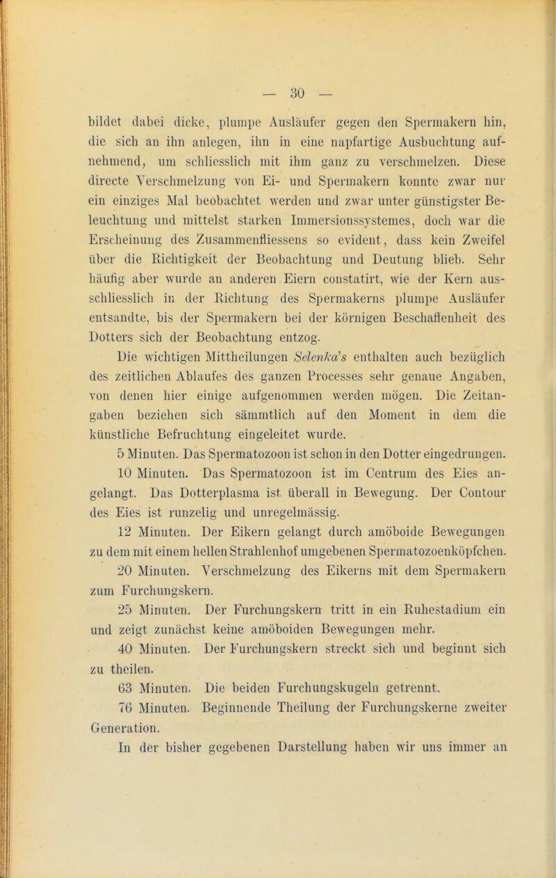 bildet dabei dicke, plumpe Ausläufer gegen den Spermakern hin, die sich an ihn anlegen, ihn in eine napfartige Ausbuchtung auf- nehmend, um schliesslich mit ihm ganz zu verschmelzen. Diese directe Verschmelzung von Ei- und Spermakern konnte zwar nur ein einziges Mal beobachtet werden und zwar unter günstigster Be- leuchtung und mittelst starken Immersionssystemes, doch war die Erscheinung des Zusammenfliessens so evident, dass kein Zweifel über die Richtigkeit der Beobachtung und Deutung blieb. Sehr häufig aber wurde an anderen Eiern constatirt, wie der Kern aus- schliesslich in der Richtung des Spermakerns plumpe Ausläufer entsandte, bis der Spermakern bei der körnigen Beschaffenheit des Dotters sich der Beobachtung entzog. Die wichtigen Mittheilungen SelenkcCs enthalten auch bezüglich des zeitlichen Ablaufes des ganzen Processes sehr genaue Angaben, von denen hier einige aufgenommen werden mögen. Die Zeitan- gaben beziehen sich sämmtlich auf den Moment in dem die künstliche Befruchtung eingeleitet wurde. 5 Minuten. Das Spermatozoon ist schon in den Dotter eingedrungen. 10 Minuten. Das Spermatozoon ist im Centrum des Eies an- gelangt. Das Dotterplasma ist überall in Bewegung. Der Contour des Eies ist runzelig und unregelmässig. 12 Minuten. Der Eikern gelangt durch amöboide Bewegungen zu dem mit einem hellen Strahlenhof umgebenen Spermatozoenköpfchen. 20 Minuten. Verschmelzung des Eikerns mit dem Spermakern zum Furchungskern. 25 Minuten. Der Furchungskern tritt in ein Ruhestadium ein und zeigt zunächst keine amöboiden Bewegungen mehr. 40 Minuten. Der Furchungskern streckt sich und beginnt sich zu theilen. 63 Minuten. Die beiden Furchungskugeln getrennt. 76 Minuten. Beginnende Theilung der Furchungskerne zweiter Generation. In der bisher gegebenen Darstellung haben wir uns immer an