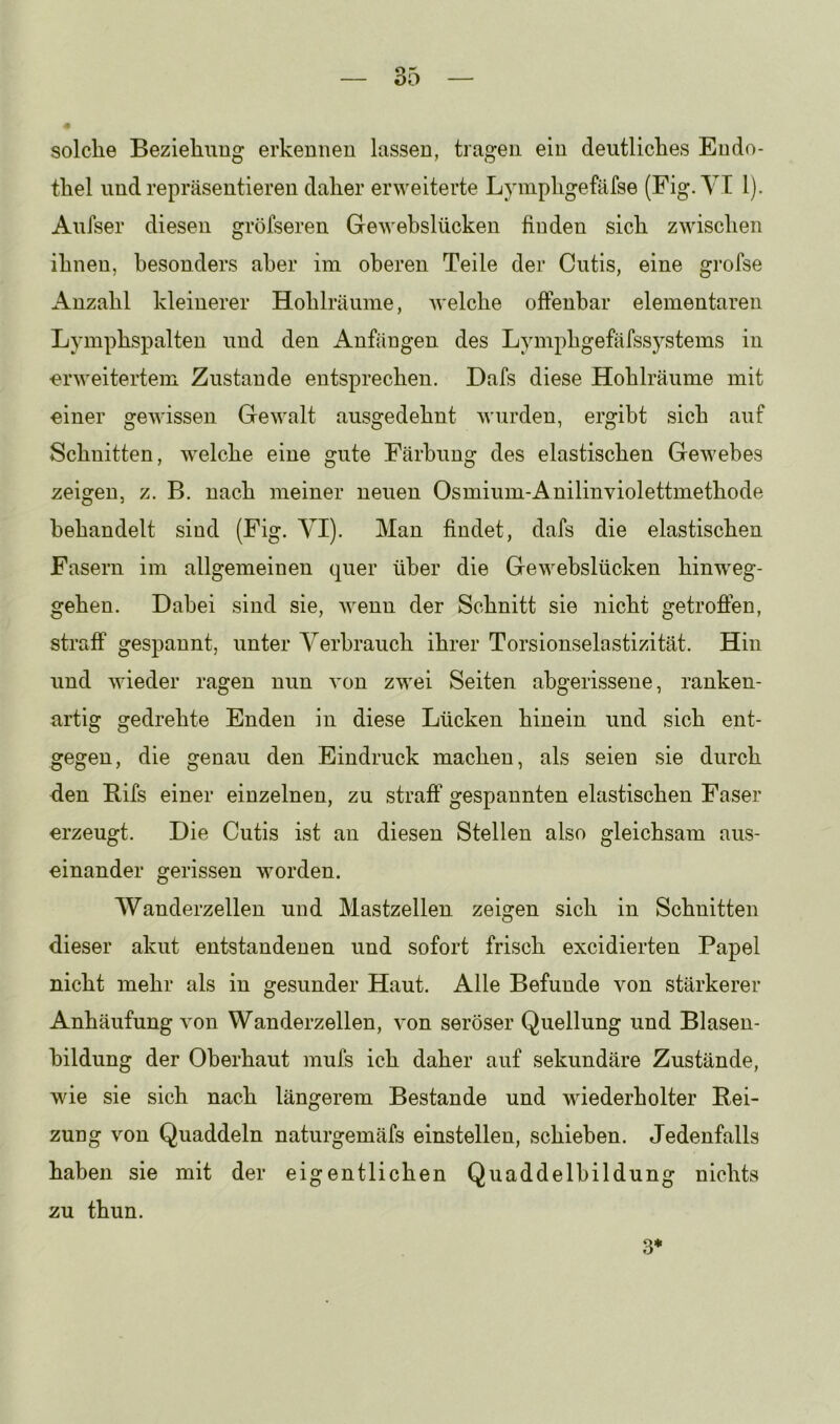 solche Beziehung erkennen lassen, tragen ein deutliches Endo- thel und repräsentieren daher erweiterte Lymphgefäfse (Fig.YI 1). Aufser diesen grölseren Gewebslücken finden sich zwischen ihnen, besonders aber im oberen Teile der Cutis, eine grofse Anzahl kleinerer Hohlräume, welche offenbar elementaren Lymphspalten und den Anfängen des Lymphgefäfssystems in erweitertem Zustande entsprechen. Dafs diese Hohlräume mit einer gewissen Gewalt ausgedehnt wurden, ergibt sich auf Schnitten, welche eine gute Färbung des elastischen Gewebes zeigen, z. B. nach meiner neuen Osmium-Anilinviolettmethode behandelt sind (Fig. YI). Man findet, dafs die elastischen Fasern im allgemeinen quer über die Gewebslücken hinweg- gehen. Dabei sind sie, Avenn der Schnitt sie nicht getroffen, straff gespannt, unter Yerhrauch ihrer Torsionselastizität. Hin und Avieder ragen nun Amn zwei Seiten abgerissene, ranken- artig gedrehte Enden in diese Lücken hinein und sich ent- gegen, die genau den Eindruck machen, als seien sie durch den Bifs einer einzelnen, zu straff gespannten elastischen Faser erzeugt. Die Cutis ist an diesen Stellen also gleichsam aus- einander gerissen worden. Wanderzellen und Mastzellen zeigen sich in Schnitten dieser akut entstandenen und sofort frisch excidierten Papel nicht mehr als in gesunder Haut. Alle Befunde von stärkerer Anhäufung \on Wanderzellen, von seröser Quellung und Blasen- bildung der Oberhaut mufs ich daher auf sekundäre Zustände, Avie sie sich nach längerem Bestände und wiederholter Rei- zung von Quaddeln naturgemäfs einstellen, schieben. Jedenfalls haben sie mit der eigentlichen Quaddelhildung nichts zu thun. 3*