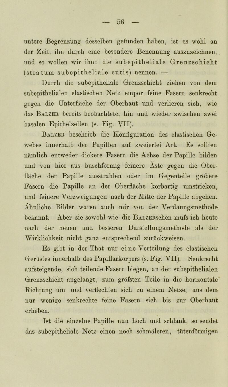 untere Begrenzung desselben gefunden haben, ist es wohl an der Zeit, ihn durch eine besondere Benennung auszuzeichnen, und so wollen wir ihn: die subepitheliale Grenzschicht (stratum subepitheliale cutis) nennen. — Durch die subepitheliale Grenzschicht ziehen von dem subepithelialen elastischen !N^etz empor feine Fasern senkrecht gegen die ünterHäche der Oberhaut und verlieren sich, wie das Balzer bereits beobachtete, hin und wieder zwischen zwei basalen Epithelzellen (s. Fig. VII). Balzer beschrieb die Konfiguration des elastischen Ge- webes innerhalb der Papillen auf zweierlei Art. Es sollten nämlich entweder dickere Fasern die Achse der Papille bilden und von hier aus buschförmig feinere Aste gegen die Ober- fläche der Papille ausstrahlen oder im Gegenteile gröbere Fasern die Papille an der Oberfläche korbartig umstricken, und feinere Verzweigungen nach der Mitte der Papille abgehen. Ähnliche Bilder waren auch mir von der Verdaungsmethode bekannt. Aber sie sowohl wie die BALZERschen mufs ich heute nach der neuen und besseren Darstellungsmethode als der Wirklichkeit nicht ganz entsprechend zurückweisen. Es gibt in der That nur eine Verteilung des elastischen Gerüstes innerhalb des Papillarkörpers (s. Fig. VII). Senkrecht aufsteigende, sich teilende Fasern biegen, an der subepithelialen Grenzschicht angelangt, zum gröfsten Teile in die hoiizontale Kichtung um und verflechten sich zu einem Ketze, aus dem nur wenige senkrechte feine Fasern sich bis zur Oberhaut erheben. Ist die einzelne Papille nun hoch und schlank, so sendet das subepitheliale Netz einen noch schmäleren, tütenförmigeu