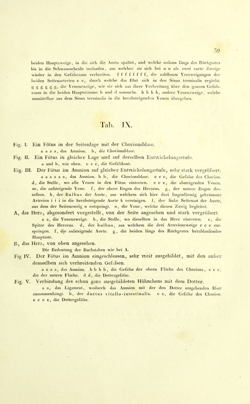 beiden Hauptzweige, in die sich die Aorta spaltet, und welche sodann längs des Rückgrates bis in die Schwanzscheide verlaufen, aus welcher sie sich hei n n als zwei zarte Zweige wieder in den Gefäfsraum verbreiten. fff f f f f f, die zahllosen Verzweigungen der beiden Seiteparterien e e, durch welche das Blut sich in den Sinus terminalis ergiefst. g g g g g g, die Venenzweige, wie sie sich aus ihrer Verbreitung über den ganzen Gefal's- raura in die beiden Hauptstämme b und d sammeln, h h h h, andere Venenzweige, welche unmittelbar aus dem Sinus terminalis in die herabsteigenden Venen übergehen. Tab. IX. Fig. I. Ein Fötus in der Seitenlage mit der Chorionsbiase. a a a a, das Amnion, b, die Chorionsbiase. Fig. II. Ein Fötus in gleicher Lage und auf derselben Entwickelungsstufe, a und b, wie oben, c c c, die Gefäfshaut. Eig. III. Der Fötus im Amnion auf gleicher Entwickelungsstufe, sehr stark vergrofsert. a a a a a a, das Amnion, b b, die Chorionsbiase. c c c, die Gefäfse des Chorion. d, die Stelle, wo alle Venen in den Fötus eintreten. e e e, die absteigenden Venen, m, die aufsteigende Vene, f, der obere Bogen des Herzens, g, der untere Bogen des- selben. h, der Bulbus der Aorte, aus welchem sich hier drei bogenförmig gekrümmte Arterien i i i in die herabsteigende Aorte k vereinigen. 1, der linke Seitenast der Aorte, aus dem der Seitenzweig n entspringt, o, die Vene, welche diesen Zweig begleitet. A, das Herz, abgesondert vorgestellt, von der Seite angesehen und stark vergrofsert. a a, die Venenzweige, b, die Stelle, wo dieselben in das Herz eintreten. c, die Spitze des Herzens. d, der bulbus, aus welchem die drei Arterienzweige e e e ent- springen. f, die aufsteigende Aorte. g, die beiden längs des Rückgrates herablaufenden Hauptäste. B, das Herz, von oben angesehen. Die Bedeutung der Buchstaben wie bei A. Fig IV. Der Fötus im Amnion eingeschlossen, sehr weit ausgebildet, mit den aufser demselben sich verbreitenden Gefafsen. a a a a, das Amnion, b b b b , die Gefäfse der obern Flache des Chorions, c c c, die der untern Fläche, d d, die Dottergefäfse. Fig. V. Verbindung des schon ganz ausgebildeten Hühnchens mit dem Dotter. a a, das Ligament, wodurch das Amnion mit der den Dotter umgebenden Haut zusammenhängt, b, der ductus vitello-intestinalis. c c, die Gefäfse des Chorion. e e e e, die Dottergefäfse.
