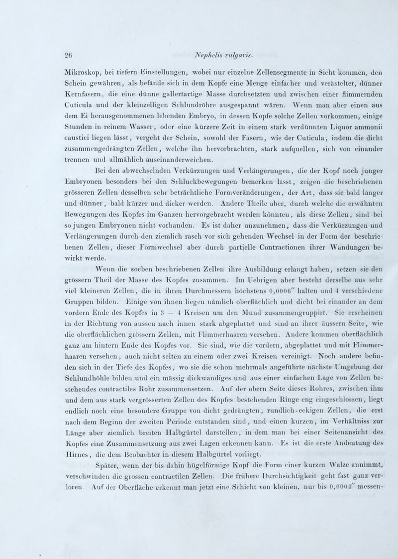 Mikroskop, bei tiefem Einstellungen, wobei nur einzelne Zellensegmente in Sicht kommen, den Schein gewähren, als befände sich in dem Kopfe eine Menge einfacher und verästelter, dünner Kernfasern, die eine dünne gallertartige Masse durchsetzten und zwischen einer flimmernden Cuticula und der kleinzelligen Schlundrühre ausgespannt wären. Wenn man aber einen aus dem Ei herausgenommenen lebenden Embryo, in dessen Kopfe solche Zellen Vorkommen, einige Stunden in reinem Wasser, oder eine kürzere Zeit in einem stark verdünnten Liquor ammonii caustici liegen lässt, vergeht der Schein, sowohl der Fasern, wie der Cuticula, indem die dicht zusammengedrängten Zellen, welche ihn hervorbrachten, stark aufquellen, sich von einander trennen und allmählich auseinanderweichen. Bei den abwechselnden Verkürzungen und Verlängerungen, die der Kopf noch junger Embryonen besonders bei den Schluckbewegungen bemerken lässt, zeigen die beschriebenen grösseren Zellen desselben sehr beträchtliche Formveränderungen, der Art, dass sie bald länger und dünner, bald kürzer und dicker werden. Andere Theile aber, durch welche die erwähnten Bewegungen des Kopfes im Ganzen hervorgebracht werden könnten, als diese Zellen, sind bei so jungen Embryonen nicht vorhanden. Es ist daher anzunehmen, dass die Verkürzungen und Verlängerungen durch den ziemlich rasch vor sich gehenden Wechsel in der Form der beschrie- benen Zellen, dieser Formwechsel aber durch partielle Contractionen ihrer Wandungen be- wirkt werde. Wenn die soeben beschriebenen Zellen ihre Ausbildung erlangt haben, setzen sie den grossem Theil der Masse des Kopfes zusammen. Im Uebrigen aber besteht derselbe aus sehr viel kleineren Zellen, die in ihren Durchmessern höchstens 0,0006” halten und 4 verschiedene Gruppen bilden. Einige von ihnen liegen nämlich oberflächlich und dicht bei einander an dem vordem Ende des Kopfes in 3 — 4 Kreisen um den Mund zusammengruppirt. Sie erscheinen in der Richtung von aussen nach innen stark abgeplattet und sind au ihrer äussern Seite, wie die oberflächlichen grossem Zellen, mit Flimmerhaaren versehen. Andere kommen oberflächlich ganz am hintern Ende des Kopfes vor. Sie sind, wie die vordem, abgeplattet und mit Flimmer- haaren versehen, auch nicht selten zu einem oder zwei Kreisen vereinigt. Noch andere befin- den sich in der Tiefe des Kopfes, wo sie die schon mehrmals angeführte nächste Umgebung der Schlundhöhle bilden und ein mässig dickwandiges und aus einer einfachen Lage von Zellen be- stehendes contraetiles Rohr zusammensetzen. Auf der obern Seite dieses Rohres, zwischen ihm und dem aus stark vergrösserten Zellen des Kopfes bestehenden Ringe eng eingeschlossen, liegt endlich noch eine besondere Gruppe von dicht gedrängten, rundlich-eckigen Zellen, die erst nach dem Beginn der zweiten Periode entstanden sind, und einen kurzen, im Verhältnis zur Länge aber ziemlich breiten Halbgürtel darstellen, in dem man bei einer Seitenansicht des Kopfes eine Zusammensetzung aus zwei Lagen erkennen kann. Es ist die erste Andeutung des Hirnes, die dem Beobachter in diesem Halbgürtel vorliegt. Später, wenn der bis dahin hügelförmige Kopf die Form einer kurzen Walze annimmt, verschwinden die grossen contractilen Zellen. Die frühere Durchsichtigkeit geht fast ganz ver- loren Auf der Oberfläche erkennt man jetzt eine Schicht von kleinen, nur bis 0,0004” messen-