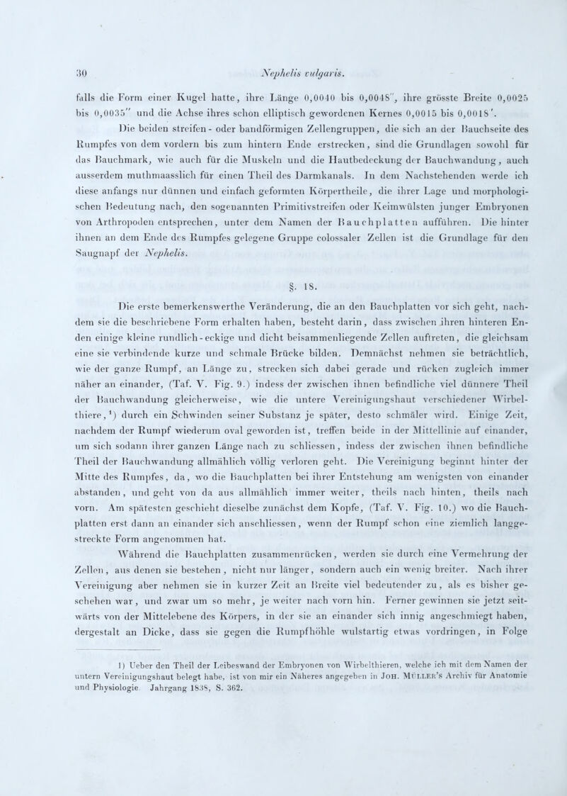 falls die Form einer Kugel hatte, ihre Länge 0,0040 bis 0,0048, ihre grösste Breite 0,0025 bis 0,0035” und die Achse ihres schon elliptisch gewordenen Kernes 0,0015 bis 0,0018 '. Die beiden streifen - oder bandförmigen Zellengruppen, die sich an der Hauchseite des Rumpfes von dem vordem bis zum hintern Ende erstrecken, sind die Grundlagen sowohl für das Hauchmark, wie auch für die Muskeln und die Hautbedeckung der Bauchwandung, auch ausserdem muthmaasslich für einen Theil des Darmkanals. In dem Nachstehenden werde ich diese anfangs nur dünnen und einfach geformten Körpertheile, die ihrer Lage und morphologi- schen Bedeutung nach, den sogenannten Primitivstreifen oder Keimwülsten junger Embryonen von Arthropoden entsprechen, unter dem Namen der Bauchplatten aufführen. Die hinter ihnen an dem Ende des Rumpfes gelegene Gruppe colossaler Zellen ist die Grundlage für den Saugnapf der Nephelis. §. 18. Die erste bemerkenswerthe Veränderung, die an den Bauchplatten vor sich geht, nach- dem sie die beschriebene Form erhalten haben, besteht darin, dass zwischen ihren hinteren En- den einige kleine rundlich - eckige und dicht beisammenliegende Zellen auftreten, die gleichsam eine sie verbindende kurze und schmale Brücke bilden. Demnächst nehmen sie beträchtlich, wie der ganze Rumpf, an Länge zu, strecken sich dabei gerade und rücken zugleich immer näher an einander, (Taf. V. Fig. 9.) indess der zwischen ihnen befindliche viel dünnere Theil der Bauchwandung gleicherweise, wie die untere Vereinigungshaut verschiedener Wirbel- thiere,1) durch ein Schwinden seiner Substanz je später, desto schmäler wird. Einige Zeit, nachdem der Rumpf wiederum oval geworden ist, treffen beide in der Mittellinie auf einander, \im sich sodann ihrer ganzen Länge nach zu schliessen, indess der zwischen ihnen befindliche Theil der Bauchwandung allmählich völlig verloren geht. Die Vereinigung beginnt hinter der Mitte des Rumpfes, da, wo die Bauchplatten bei ihrer Entstehung am wenigsten von einander abstanden, und geht von da aus allmählich immer weiter, theils nach hinten, theils nach vorn. Am spätesten geschieht dieselbe zunächst dem Kopfe, (Taf. V. Fig. 10.) wro die Bauch- platten erst dann an einander sich anschliessen, wenn der Rumpf schon eine ziemlich langge- streckte Form angenommen hat. Während die Bauchplatten zusammenrücken, werden sie durch eine Vermehrung der Zellen, aus denen sie bestehen, nicht nur länger, sondern auch ein wenig breiter. Nach ihrer Vereinigung aber nehmen sie in kurzer Zeit an Breite viel bedeutender zu, als es bisher ge- schehen war, und zwar um so mehr, je weiter nach vorn hin. Ferner gewinnen sie jetzt seit- wärts von der Mittelebene des Körpers, in der sie an einander sich innig angeschmiegt haben, dergestalt an Dicke, dass sie gegen die Rumpfhöhle wulstartig etwas Vordringen, in Folge 1) Ueber den Theil der Leibeswand der Embryonen von Wirbelthieren, welche ich mit dem Namen der untern Vereinigungshaut belegt habe, ist von mir ein Näheres angegeben in Joh. MDller’s Archiv für Anatomie und Physiologie. Jahrgang 1838, S. 362.