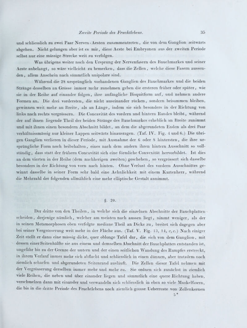 und schliesslich zu zwei Paar Nerven-Aesten zusammentreten, die von dem Ganglion seitwärts abgehen. Nicht gelungen aber ist es mir, diese Aeste bei Embryonen aus der zweiten Periode selbst nur eine massige Strecke weit zu verfolgen. Was übrigens weiter noch den Ursprung der Nervenfasern des Bauchmarkes und seiner Aeste anbelangt, so wäre vielleicht zu bemerken, dass die Zellen, welche diese Fasern aussen- den , allem Anschein nach sämmtlich unipolare sind. Während die 28 ursprünglich vorhandenen Ganglien des Bauchmarkes und die beiden Stränge desselben an Grösse immer mehr zunehmen geben die ersteren früher oder später, wie sie in der Reihe auf einander folgen, ihre anfängliche Bisquitform auf, und nehmen andere Formen an. Die drei vordersten, die nicht auseinander rücken, sondern beisammen bleiben, gewinnen weit mehr an Breite, als an Länge, indem sie sich besonders in der Richtung von links nach rechts vergrössern. Die Concavität des vordem und hintern Randes bleibt, während der auf ihnen liegende Theil der beiden Stränge des Bauchmarkes erheblich an Breite zunimmt und mit ihnen einen besondern Abschnitt bildet, an dem die abgerundeten Enden als drei Paar verhältnissmässig nur kleiner Lappen seitwärts hinausragen. (Taf. IV. Fig. 4 und 6.) Die übri- gen Ganglien verlieren in dieser Periode, mit Ausnahme der 6 oder 8 hintersten, die ihre ur- sprüngliche Form noch beibehalten, eines nach dem andern ihren hintern Ausschnitt so voll- ständig , dass statt der frühem Concavität sich eine förmliche Convexität hervorbildet. Ist dies an dem vierten in der Reihe (dem nachherigen zweiten) geschehen, so vergrössert sich dasselbe besonders in der Richtung von vorn nach hinten. Ohne Verlust des vordem Ausschnittes ge- winnt dasselbe in seiner Form sehr bald eine Aehnlichkeit mit einem Kartenherz, während die Mehrzahl der folgenden allmählich eine mehr elliptische Gestalt annimmt. §. 20. Der dritte von den Thcilen , in wrelche sich die einzelnen Abschnitte der Bauchplatten scheiden, derjenige nämlich, welcher am meisten nach aussen liegt, nimmt weniger, als der in seinen Metamorphosen oben verfolgte mediane Theil an Dicke zu, breitet sich dagegen aber bei seiner Vergrösserung weit mehr in der Fläche aus. (Taf. V. Fig. 13, 14, c,c.) Nach einiger Zeit stellt er dann eine mässig dicke, quer oblonge Tafel dar, die sich von dem Ganglion , mit dessen einer Scitenhälfte sie.aus einem und demselben Abschnitt der Bauchplatten entstanden ist, ungefähr bis zu der Grenze der untern und der einen seitlichen Wandung des Rumpfes erstreckt, in ihrem Verlauf immer mehr sich abflacht und schliesslich in einen dünnen, aber trotzdem noch ziemlich scharfen und abgerundeten Seitenrand ausläuft. Die Zellen dieser Tafel nehmen mit der Vergrösserung derselben immer mehr und mehr zu. Sie ordnen sich zunächst in ziemlich viele Reihen, die neben und über einander liegen und sämmtlich eine quere Richtung haben, verschmelzen dann mit einander und verwandeln sich schliesslich in eben so viele Muskelfasern, die bis in die dritte Periode des Fruchtlebens noch ziemlich grosse Ueberreste von Zellenkernen