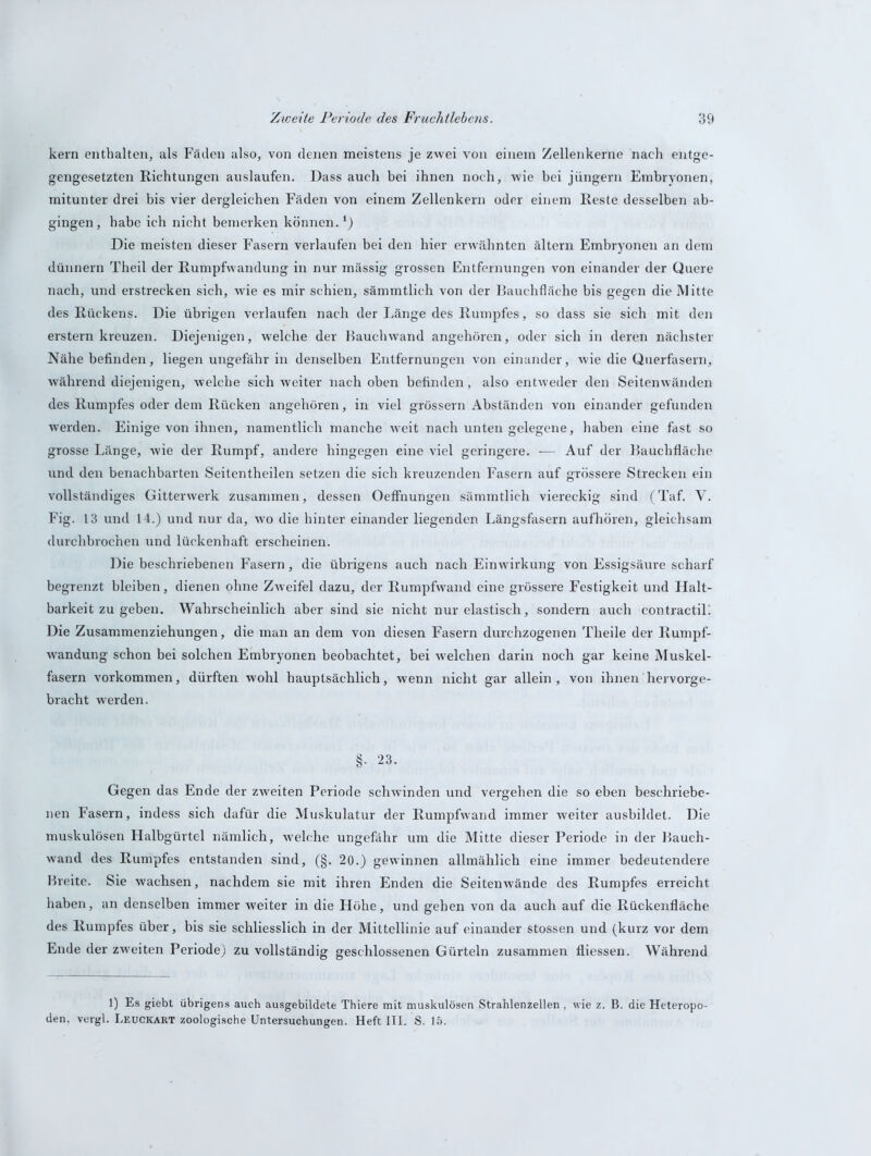 kern enthalten, als Fäden also, von denen meistens je zwei von einem Zellenkerne nach entge- gengesetzten Richtungen auslaufen. Dass auch bei ihnen noch, wie bei jüngern Embryonen, mitunter drei bis vier dergleichen Fäden von einem Zellenkern oder einem Reste desselben ab- gingen, habe ich nicht bemerken können.1) Die meisten dieser Fasern verlaufen bei den hier erwähnten ältern Embryonen an dem dünnem Theil der Rumpfwandung in nur mässig grossen Entfernungen von einander der Quere nach, und erstrecken sich, wie es mir schien, sämmtlich von der Bauchfläche bis gegen die Mitte des Rückens. Die übrigen verlaufen nach der Länge des Rumpfes, so dass sie sich mit den erstem kreuzen. Diejenigen, welche der Bauchwand angehören, oder sich in deren nächster Nähe befinden, liegen ungefähr in denselben Entfernungen von einander, wie die Querfasern, während diejenigen, welche sich weiter nach oben befinden, also entweder den Seitenwänden des Rumpfes oder dem Rücken angehören, in viel grossem Abständen von einander gefunden werden. Einige von ihnen, namentlich manche weit nach unten gelegene, haben eine fast so grosse Länge, wie der Rumpf, andere hingegen eine viel geringere. — Auf der Bauchfläche und den benachbarten Seitentheilen setzen die sich kreuzenden Fasern auf grössere Strecken ein vollständiges Gitterwerk zusammen, dessen Oeffnungen sämmtlich viereckig sind (Taf. V. Fig. 13 und 14.) und nur da, w'o die hinter einander liegenden Längsfasern aufhören, gleichsam durchbrochen und lückenhaft erscheinen. Die beschriebenen Fasern, die übrigens auch nach Einwirkung von Essigsäure scharf begrenzt bleiben, dienen ohne Zweifel dazu, der Rumpfwand eine grössere Festigkeit und Halt- barkeit zu geben. Wahrscheinlich aber sind sie nicht nur elastisch, sondern auch contractiL Die Zusammenziehungen, die man an dem von diesen Fasern durchzogenen Theile der Rumpf- wandung schon bei solchen Embryonen beobachtet, bei welchen darin noch gar keine Muskel- fasern Vorkommen, dürften wohl hauptsächlich, wenn nicht gar allein, von ihnen hervorge- bracht werden. §. 23. Gegen das Ende der zweiten Periode schwinden und vergehen die so eben beschriebe- nen Fasern, indess sich dafür die Muskulatur der Rumpfwand immer weiter ausbildet. Die muskulösen Halbgürtel nämlich, welche ungefähr um die Mitte dieser Periode in der Bauch- wand des Rumpfes entstanden sind, (§. 20.) gewinnen allmählich eine immer bedeutendere Breite. Sie wachsen, nachdem sie mit ihren Enden die Seitenwände des Rumpfes erreicht haben, an denselben immer weiter in die Höhe, und gehen von da auch auf die Rückenfläche des Rumpfes über, bis sie schliesslich in der Mittellinie auf einander stossen und (kurz vor dem Ende der zweiten Periode) zu vollständig geschlossenen Gürteln zusammen fliessen. Während 1) Es giebt übrigens auch ausgebildete Thiere mit muskulösen Strahlenzellen , wie z. B. die Heteropo- den, vergl. Leuckart zoologische Untersuchungen. Heft III. S. 15.