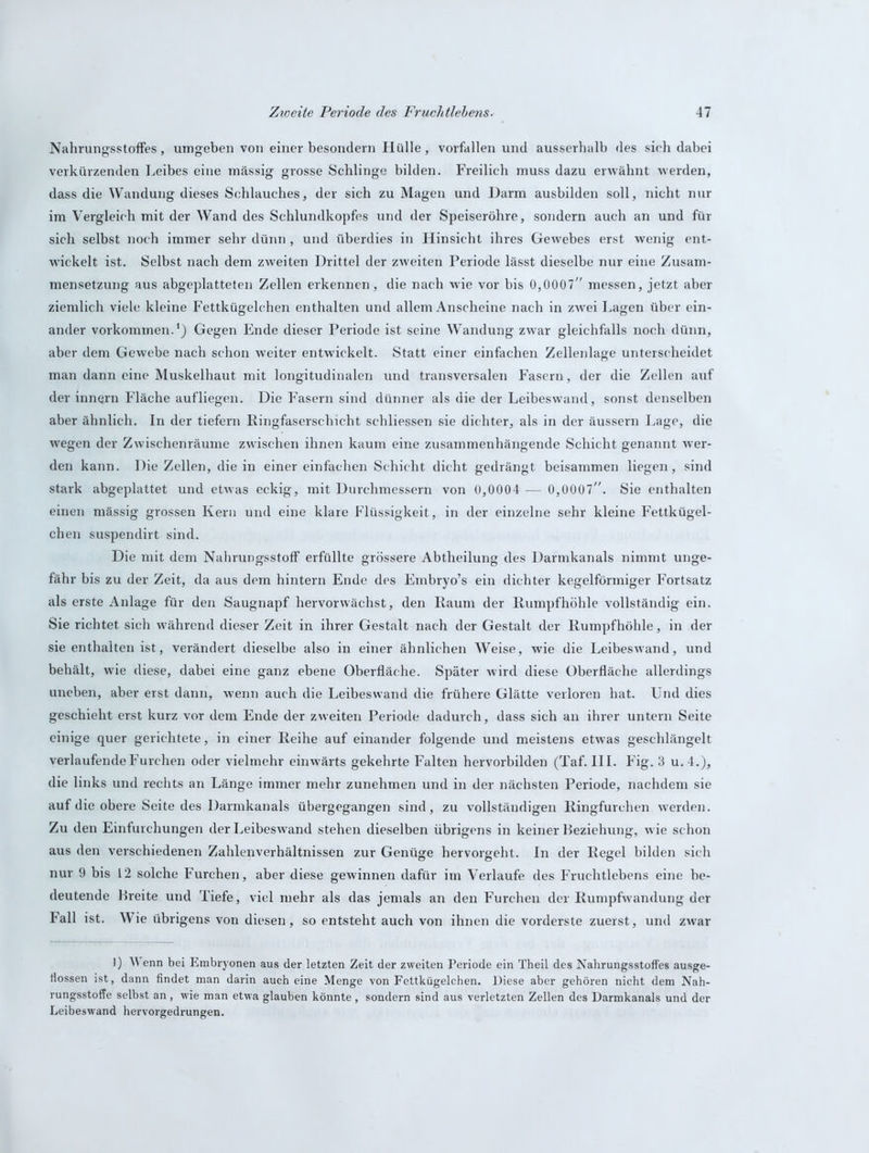Nahrungsstoffes, umgeben von einer besondern Hülle, vorfallen und ausserhalb des sieh dabei verkürzenden Leibes eine mässig grosse Schlinge bilden. Freilich muss dazu erwähnt werden, dass die Wandung dieses Schlauches, der sich zu Magen und Darm ausbilden soll, nicht nur im Vergleich mit der Wand des Schlundkopfes und der Speiseröhre, sondern auch an und für sich selbst noch immer sehr dünn , und überdies in Hinsicht ihres Gewebes erst wenig ent- wickelt ist. Selbst nach dem zweiten Drittel der zweiten Periode lässt dieselbe nur eine Zusam- mensetzung aus abgeplatteten Zellen erkennen, die nach wie vor bis 0,0007 messen, jetzt aber ziemlich viele kleine Fettkügelchen enthalten und allem Anscheine nach in zwei Lagen über ein- ander Vorkommen.1) Gegen Ende dieser Periode ist seine Wandung zwar gleichfalls noch dünn, aber dem Gewebe nach schon weiter entwickelt. Statt einer einfachen Zellenlage unterscheidet man dann eine Muskelhaut mit longitudinalen und transversalen Fasern, der die Zellen auf der innern Fläche aufliegen. Die Fasern sind dünner als die der Leibeswand, sonst denselben aber ähnlich. In der tiefem Ringfaserschicht schliessen sie dichter, als in der äussern Lage, die wegen der Zwischenräume zwischen ihnen kaum eine zusammenhängende Schicht genannt wer- den kann. Die Zellen, die in einer einfachen Schicht dicht gedrängt beisammen liegen, sind stark abgeplattet und etwas eckig, mit Durchmessern von 0,0004 — 0,0007. Sie enthalten einen mässig grossen Kern und eine klare Flüssigkeit, in der einzelne sehr kleine Fettkügel- chen suspendirt sind. Die mit dem Nahrungsstoff erfüllte grössere Abtheilung des Darmkanals nimmt unge- fähr bis zu der Zeit, da aus dem hintern Ende des Embryo’s ein dichter kegelförmiger Fortsatz als erste Anlage für den Saugnapf hervorwächst, den Raum der Rumpfhöhle vollständig ein. Sie richtet sich während dieser Zeit in ihrer Gestalt nach der Gestalt der Rumpfhöhle, in der sie enthalten ist, verändert dieselbe also in einer ähnlichen Weise, wie die Leibeswand, und behält, wie diese, dabei eine ganz ebene Oberfläche. Später wird diese Oberfläche allerdings uneben, aber erst dann, wenn auch die Leibes wand die frühere Glätte verloren hat. Und dies geschieht erst kurz vor dem Ende der zweiten Periode dadurch, dass sich an ihrer untern Seite einige quer gerichtete, in einer Reihe auf einander folgende und meistens etwas geschlängelt verlaufende Furchen oder vielmehr einwärts gekehrte Falten hervorbilden (Taf. III. Fig. 3 u. 4.), die links und rechts an Länge immer mehr zunehmen und in der nächsten Periode, nachdem sie auf die obere Seite des Darmkanals übergegangen sind, zu vollständigen Ringfurchen werden. Zu den Einfurchungen der Leibeswand stehen dieselben übrigens in keiner Beziehung, wie schon aus den verschiedenen Zahlenverhältnissen zur Genüge hervorgeht. In der Regel bilden sich nur 9 bis 12 solche Furchen, aber diese gewinnen dafür im Verlaufe des Fruchtlebens eine be- deutende Breite und Tiefe, viel mehr als das jemals an den Furchen der Rumpfwandung der Fall ist. Wie übrigens von diesen, so entsteht auch von ihnen die vorderste zuerst, und zwar 1) Wenn bei Embryonen aus der letzten Zeit der zweiten Periode ein Theil des Nahrungsstoffes ausge- flossen ist, dann findet man darin auch eine Menge von Fettkügelchen. Diese aber gehören nicht dem Nah- rungsstoffe selbst an, wie man etwa glauben könnte , sondern sind aus verletzten Zellen des Darmkanals und der Leibeswand hervorgedrungen.