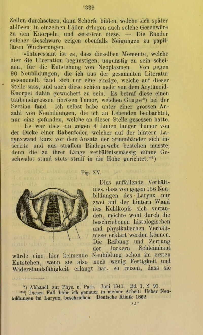 Zellen durchsetzen, dann Schorfe bilden, welche sich später ablösen; in einzelnen Fällen dringen auch solche Geschwüre zu den Knorpeln, und zerstören diese. — Die Ränder solcher Geschwüre zeigen ebenfalls Neigungen zu papil- lären Wucherungen. »Interessant ist es, dass dieselben Momente, welche hier die Ulceration begünstigen, ungünstig zu sein schei- nen, für die Entstehung von Neoplasmen. Von gegen 90 Neubildungen, die ich aus der gesammten Literatur gesannnelt, fand sich nur eine einzige, welche auf dieser Stelle sass, und auch diese schien mehr von dem Arytänoid- Knorpel dahin gewuchert zu sein. Es betraf diese einen taubeneigrossen fibi-ösen Tumor, welchen Gluge*) bei der Section fand. Ich selbst habe unter einer grossen An- zahl von Neubildungen, die ich an Lebenden beobachtet, nur eine gefunden, welche an dieser Stelle gesessen hatte. Es war dies ein gegen 4 Linien langer Tumor von der Dicke einer Rabenfeder, welcher auf der hintern La- rynxwand kurz vor dem Ansatz der Stimmbänder sich in- serirte und aus straffem Bindegewebe bestehen musste, denn die zu ihrer Länge verhältnissmässig dünne Ge- schwulst stand stets straff in die Höhe gerichtet.**) Fig. XV. Dies auffallende Verliält- niss, dass von gegen 156 Neu- bildungen des Larynx nur zwei auf der hintern Wand des Kehlkopfs sich vorfan- den, möchte wohl durch die beschriebenen histologischen und physikalischen Verhält- nisse erklärt werden können. Die Reibung und Zerrung der lockern Schleimhaut würde eine hier keimende Neubildung schon im ersten Entstehen, wenn sie also noch wenig Festigkeit und Widei'standsfähigkeit erlangt bat, so reizen, dass sie *) Al)handl. zur Phys. u. Path. Juni 1841. Bd. 1, S 91. **) Diesen Fall habe ich genauer in meiner Arbeit: Ueber Neu- Wadungen im Larynx, beschrieben. Deutsche Klinik 1862.