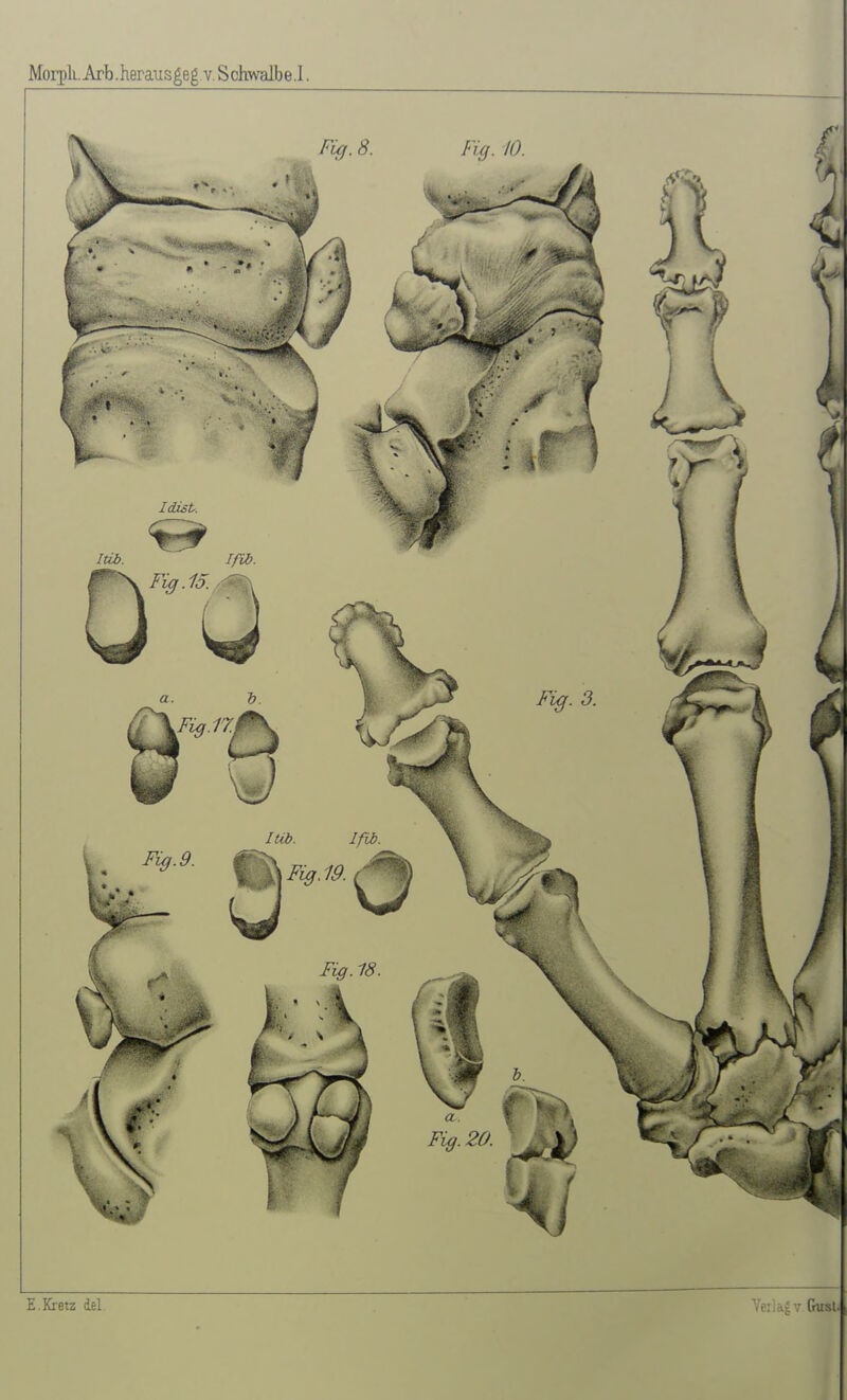 Morpli. Arb.herausgeg V. Sckwalbe.I. E.Kretz del
