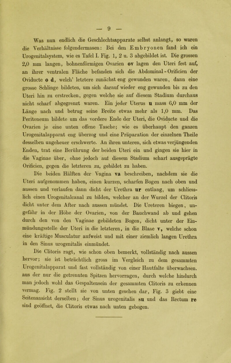 Was nun endlich die Gesclilechtsapparate selbst anlangt, so waren die Verhältnisse folgendermasen: Bei den Embryonen fand ich ein Urogenitalsystem, wie es Tafel I. Fig. 1, 2 ii. 3 abgebildet ist. Die grossen 2,0 mm langen, bobnenförmigen Ovarien ov lagen den Uteri fest auf, an ilirer ventralen Fläche befanden sich die Abdominal - Orificien der Oviducte o d, welch’ letztere zunächst eng gewunden waren, dann eine grosse Schlinge bildeten, um sich darauf wieder eng gewunden bis zu den Uteri bin zu erstrecken, gegen welche sie auf diesem Stadium durchaus nicht scharf abgegrenzt waren. Ein jeder Uterus u mass 6,0 mm der Länge nach und betrug seine Breite etwas mehr als 1,0 mm. Das Peritoneum bildete um das vordere Ende der Uteri, die Oviducte und die Ovarien je eine unten offene Tasche; wie es überhaupt den ganzen Urogenitalai^parat eng überzog und eine Präparation der einzelnen Theile desselben ungeheuer erschwerte. An ihren unteren, sich etwas verjüngenden Enden, trat eine Berührung der beiden Uteri ein und gingen sie hier in die Vaginae über, ohne jedoch aut diesem Stadium schart ausgeprägte Orificien, gegen die letzteren zu, gebildet zu haben. Die beiden Hälften der Vagina va beschreiben, nachdem sie die Uteri aufgenommen haben, einen kurzen, scharfen Bogen nach oben und aussen und verlaufen dann dicht der Urethra ur entlang, um schliess- lich einen Urogenitalcanal zu bilden, welcher an der Wurzel der Clitoris dicht unter dem After nach aussen mündet. Die Ureteren biegen, un- gefähr in der Höhe der Ovarien, von der Bauchwand ab und gehen durch den von den Vaginae gebildeten Bogen, dicht unter der Ein- mündungsstelle der Uteri in die letzteren, in die Blase y, welche schon eine kräftige Musculatur aufweist und mit einer ziemlich langen Urethra in den Sinus urogenitahs einmündet. Die Clitoris ragt, Avie schon oben bemerkt, vollständig nach aussen hervor; sie ist beträchtlich gross im Vergleich zu dem gesammten Urogenitalapparat und fast vollständig von einer Hautfalte überwachsen, aus der nur die getrennten Spitzen hervorragen, durch welche hindurch man jedoch wohl das Gespaltensein der gesammten Clitoris zu erkennen vermag. Fig. 2 stellt sie von unten gesehen dar, Fig. 3 giebt eine Seitenansicht derselben; der Sinus urogenitahs su und das Rectum re sind geöffnet, die Clitoris etwas nach unten gebogen.