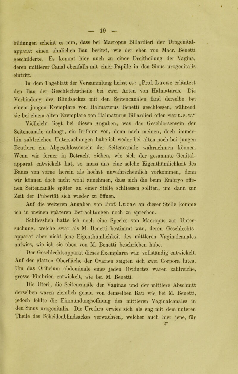 bildungen scheint es nun, dass bei Macropus Billardieri der Urogenital- apparat einen ähnlichen Bau besitzt, wie der eben von Macr. Benetti geschilderte. Es kommt hier auch zu einer Dreitheilung der Vagina, deren mittlerer Canal ebenfalls mit einer Papille in den Sinus urogenitalis eintritt. In dem Tageblatt der Versammlung heisst es: „Prof. Lucae erläutert den Bau der Geschlechtstheile bei zwei Arten von Halmaturus. Die Verbindung des Blindsackes mit den Seitencanälen fand derselbe bei einem jungen Exemplare von Halmaturus Benetti geschlossen, während sie bei einem alten Exemplare von Halmaturus Billardieri oöen war u. s. w.“ Vielleicht liegt bei diesen Angaben, was das Geschlossensein der Seitencanäle anlangt, ein Irrthum vor, denn nach meinen, doch immer- hin zahlreichen Untersuchungen habe ich weder bei alten noch bei jungen Beutlern ein Abgeschlossensein der Seitencanäle wahrnehmen können. Wenn wm ferner in Betracht ziehen, wie sich der gesammte Genital- apparat entwickelt hat, so muss uns eine solche Eigenthümlichkeit des Baues von vorne herein als höchst unwahrscheinlich Vorkommen, denn wir können doch nicht wohl annehmen, dass sich die beim Embryo offe- nen Seitencanäle später an einer Stelle schliessen sollten, um dann zur Zeit der Pubertät sich wieder zu öffnen. Auf die weiteren Angaben von Prof. Lucae an dieser Stelle komme ich in meinen späteren Betrachtungen noch zu sprechen. Schliesslich hatte ich noch eine Species von Macropus zur Unter- suchung, welche zwar als M. Benetti bestimmt war, deren Geschlechts- apparat aber nicht jene Eigenthümlichkeit des mittleren Vaginalcanales aufwies, wie ich sie oben von M. Benetti beschrieben habe. Der Geschlechtsapparat dieses Exemplares war vollständig entwickelt. Auf der glatten Oberfläche der Ovarien zeigten sich zwei Corpora lutea. Um das Orificium abdominale eines jeden Oviductes waren zahlreiche, grosse Fimbrien entwickelt, wie bei M. Benetti. Die Uteri, die Seitencanäle der Vaginae und der mittlere Abschnitt derselben waren ziemlich genau von demselben Bau wie bei M. Benetti, jedoch fehlte die Einmündungsöffnung des mittleren Vaginalcanales in den Sinus urogenitalis. Die Urethra erwies sich als eng mit dem unteren Theile des Scheidenblindsackes verwachsen, welcher auch hier jene, für 2*
