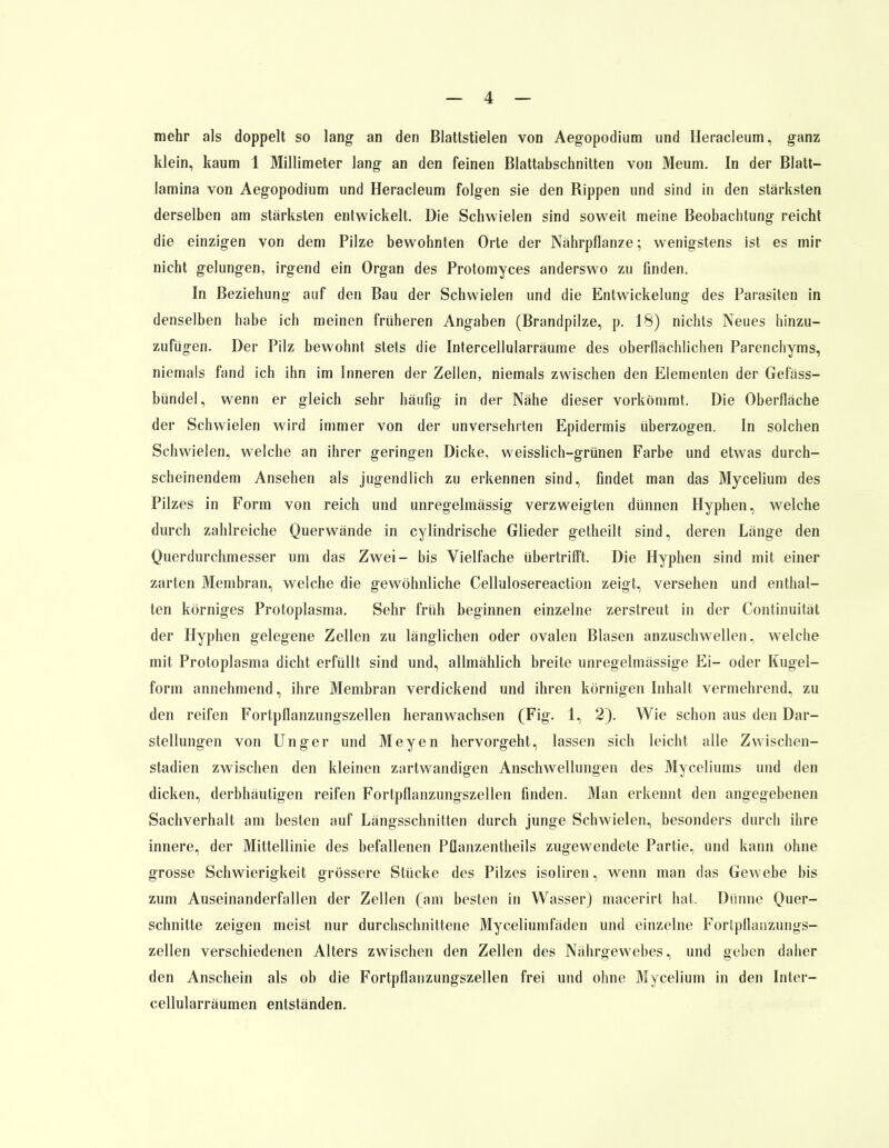 mehr als doppelt so lang an den Blattstielen von Aegopodium und Heracleum, ganz klein, kaum 1 Millimeter lang an den feinen Blattabschnitten von Meum. In der Blatt— lamina von Aegopodium und Heracleum folgen sie den Rippen und sind in den stärksten derselben am stärksten entwickelt. Die Schwielen sind soweit meine Beobachtung reicht die einzigen von dem Pilze bewohnten Orte der Nährpflanze; wenigstens ist es mir nicht gelungen, irgend ein Organ des Protomyces anderswo zu finden. In Beziehung auf den Bau der Schwielen und die Entwickelung des Parasiten in denselben habe ich meinen früheren Angaben (Brandpilze, p. 18) nichts Neues hinzu- zufügen. Der Pilz bewohnt stets die Intercellularräume des oberflächlichen Parenchyms, niemals fand ich ihn im Inneren der Zellen, niemals zwischen den Elementen der Gefäss- bündel, wenn er gleich sehr häufig in der Nähe dieser vorkömmt. Die Oberfläche der Schwielen wird immer von der unversehrten Epidermis überzogen. In solchen Schwielen, welche an ihrer geringen Dicke, weisslich-grünen Farbe und etwas durch- scheinendem Ansehen als jugendlich zu erkennen sind, findet man das Mycelium des Pilzes in Form von reich und unregelmässig verzweigten dünnen Hyphen, welche durch zahlreiche Querwände in cylindrische Glieder getheilt sind, deren Länge den Querdurchmesser um das Zwei- bis Vielfache übertrifft. Die Hyphen sind mit einer zarten Membran, welche die gewöhnliche Cellulosereaction zeigt, versehen und enthal- ten körniges Protoplasma. Sehr früh beginnen einzelne zerstreut in der Continuität der Hyphen gelegene Zellen zu länglichen oder ovalen Blasen anzuschwellen, welche mit Protoplasma dicht erfüllt sind und, allmählich breite unregelmässige Ei- oder Kugel- form annehmend, ihre Membran verdickend und ihren körnigen Inhalt vermehrend, zu den reifen Fortpflanzungszellen heranwachsen (Fig. 1, 2). Wie schon aus den Dar- stellungen von Unger und Meyen hervorgeht, lassen sich leicht alle Zwischen- stadien zwischen den kleinen zartwandigen Anschwellungen des Myceliums und den dicken, derbhäutigen reifen Fortpflanzungszellen finden. Man erkennt den angegebenen Sachverhalt am besten auf Längsschnitten durch junge Schwielen, besonders durch ihre innere, der Mittellinie des befallenen Pflanzentheils zugewendete Partie, und kann ohne grosse Schwierigkeit grössere Stücke des Pilzes isoliren, wenn man das Gewebe bis zum Auseinanderfallen der Zellen (am besten in Wasser) macerirt hat. Dünne Quer- schnitte zeigen meist nur durchschnittene Myceliumfäden und einzelne Forlpflanzungs- zellen verschiedenen Alters zwischen den Zellen des Nährgewebes, und geben daher den Anschein als ob die Fortpflanzungszellen frei und ohne Mycelium in den Inter- cellularräumen entständen.