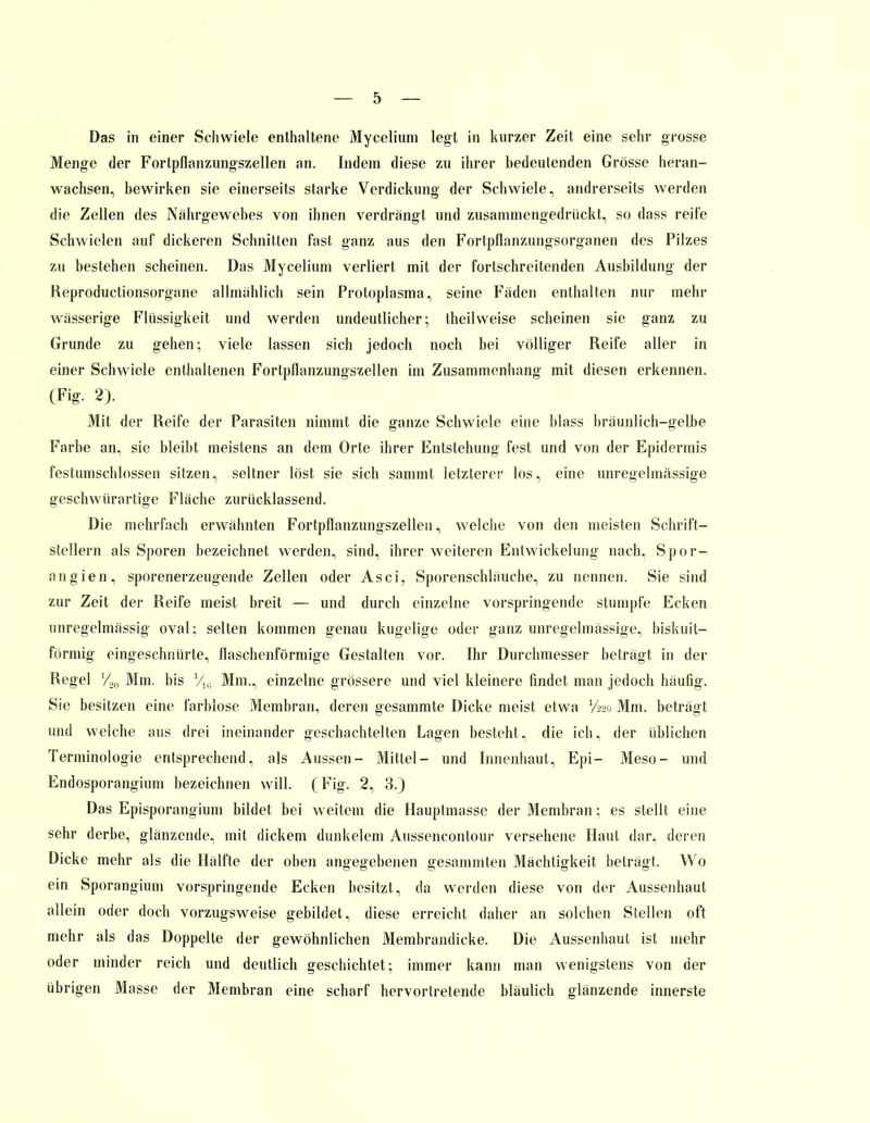 Das in einer Schwiele enthaltene Mycelium legt in kurzer Zeit eine sehr grosse Menge der Fortpflanzungszellen an. Indem diese zu ihrer bedeutenden Grösse heran- wachsen, bewirken sie einerseits starke Verdickung der Schwiele, andrerseits werden die Zellen des Nährgewebes von ihnen verdrängt und zusammengedrückt, so dass reife Schwielen auf dickeren Schnitten fast ganz aus den Fortpflanzungsorganen des Pilzes zu bestehen scheinen. Das Mycelium verliert mit der fortschreitenden Ausbildung der Reproductionsorgane allmählich sein Protoplasma, seine Fäden enthalten nur mehr wässerige Flüssigkeit und werden undeutlicher; theilweise scheinen sie ganz zu Grunde zu gehen; viele lassen sich jedoch noch bei völliger Reife aller in einer Schwiele enthaltenen Fortpllanzungszellen im Zusammenhang mit diesen erkennen. (Fig. 2). Mit der Reife der Parasiten nimmt die ganze Schwiele eine blass bräunlich-gelbe Farbe an, sie bleibt meistens an dem Orte ihrer Entstehung fest und von der Epidermis festumschlossen sitzen, seltner löst sie sich sammt letzterer los, eine unregelmässige geschwürartige Fläche zurücklassend. Die mehrfach erwähnten Fortpflanzungszellen, welche von den meisten Schrift- stellern als Sporen bezeichnet werden, sind, ihrer weiteren Entwickelung nach, Spor- angien, sporenerzeugende Zellen oder Asci, Sporenschläuche, zu nennen. Sie sind zur Zeit der Reife meist breit — und durch einzelne vorspringende stumpfe Ecken unregelmässig oval; selten kommen genau kugelige oder ganz unregelmässige, biskuit- förmig eingeschnürte, flaschenförmige Gestalten vor. Ihr Durchmesser beträgt in der Regel Y20 Mm. bis %■ Mm., einzelne grössere und viel kleinere findet man jedoch häufig. Sie besitzen eine farblose Membran, deren gesammte Dicke meist etwa l/m Mm. beträgt und welche aus drei ineinander geschachtelten Lagen besteht, die ich, der üblichen Terminologie entsprechend, als Aussen- Mittel- und Innenhaut, Epi- Meso- und Endosporangium bezeichnen will. (Fig. 2, 3.) Das Episporangium bildet bei weitem die Hauptmasse der Membran; es stellt eine sehr derbe, glänzende, mit dickem dunkelem Aussencontour versehene Haut dar. deren Dicke mehr als die Hälfte der oben angegebenen gesammten Mächtigkeit beträgt. Wo ein Sporangium vorspringende Ecken besitzt, da werden diese von der Aussenhaut allein oder doch vorzugsweise gebildet, diese erreicht daher an solchen Stellen oft mehr als das Doppelte der gewöhnlichen Membrandicke. Die Aussenhaut ist mehr oder minder reich und deutlich geschichtet; immer kann man wenigstens von der übrigen Masse der Membran eine scharf hervortretende bläulich glänzende innerste
