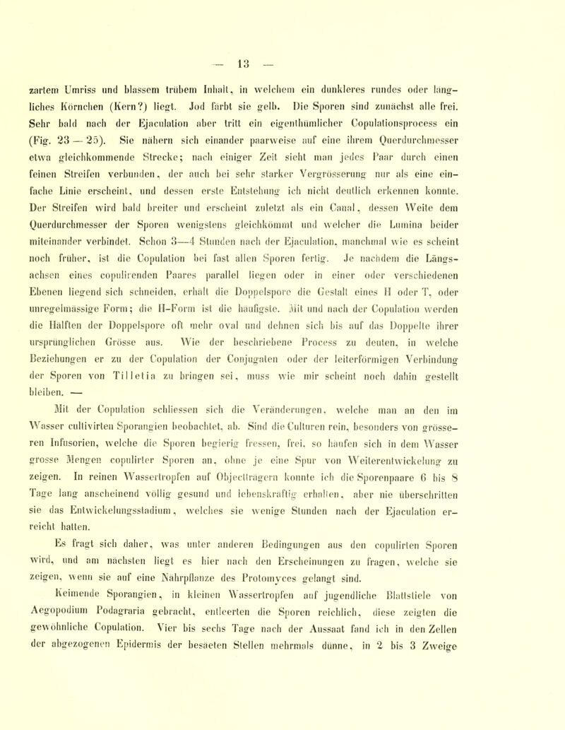 zartem Umriss und blassem trübem Inhalt, in welchem ein dunkleres rundes oder lang- liebes Körnchen (Kern?) liegt. Jod färbt sie gelb. Die Sporen sind zunächst alle frei. Sehr bald nach der Ejaculation aber tritt ein eigentümlicher Copulationsprocess ein (Fig. 23 — 25). Sie nähern sich einander paarweise auf eine ihrem Querdurchmesser etwa gleichkommende Strecke; nach einiger Zeit sieht man jedes Paar durch einen feinen Streifen verbunden, der auch bei sehr starker Vergrösserung nur als eine ein- fache Linie erscheint, und dessen erste Entstehung ich nicht deutlich erkennen konnte. Der Streifen wird bald breiter und erscheint zuletzt als ein Canal, dessen Weite dem Querdurchmesser der Sporen wenigstens gleichkömmt und welcher die Lumina beider miteinander verbindet. Schon 3—4 Stunden nach der Ejaculation, manchmal wie es scheint noch früher, ist die Copulation bei fast allen Sporen fertig. Je nachdem die Längs- achsen eines copulirenden Paares parallel liegen oder in einer oder verschiedenen Ebenen liegend sich schneiden, erhält die Doppelspore die Gestalt eines H oder T, oder unregelmässige Form; die H-Form ist die häufigste. Mit und nach der Copulation werden die Hälften der Doppelspore oft mehr oval und dehnen sich bis auf das Doppelte ihrer ursprünglichen Grösse aus. Wie der beschriebene Process zu deuten, in welche Beziehungen er zu der Copulation der Conjugaten oder der leiterförmigen Verbindung der Sporen von Tilletia zu bringen sei, muss wie mir scheint noch dahin gestellt bleiben. — Mit der Copulation schliessen sich die Veränderungen, welche man an den im Wasser cultivirten Sporangien beobachtet, ab. Sind dieCulturen rein, besonders von grösse- ren Infusorien, welche die Sporen begieriff fressen, frei, so häufen sich in dem Wasser grosse Mengen copulirier Sporen an, ohne je eine Spur von Weiterentwickeluriff zu zeigen. In reinen Wassertropfen auf Objectträgern konnte ich die Sporenpaare 6 bis 8 Tage lang anscheinend völlig gesund und lebenskräftig erhalten, aber nie überschritten sie das Entwickelungsstadium, welches sie wenige Stunden nach der Ejaculation er- reicht hatten. Es fragt sich daher, was unter anderen Bedingungen aus den copulirten Sporen wird, und am nächsten liegt es hier nach den Erscheinungen zu fragen, welche sie zeigen, wenn sie auf eine Nährpflanze des Protomyces gelangt sind. Keimende Sporangien, in kleinen Wassertropfen auf jugendliche Blattstiele von Aegopodium Podagraria gebracht, entleerten die Sporen reichlich, diese zeigten die gewöhnliche Copulation. Vier bis sechs Tage nach der Aussaat fand ich in den Zellen der abgezogenen Epidermis der besäeten Stellen mehrmals dünne, in 2 bis 3 Zweige